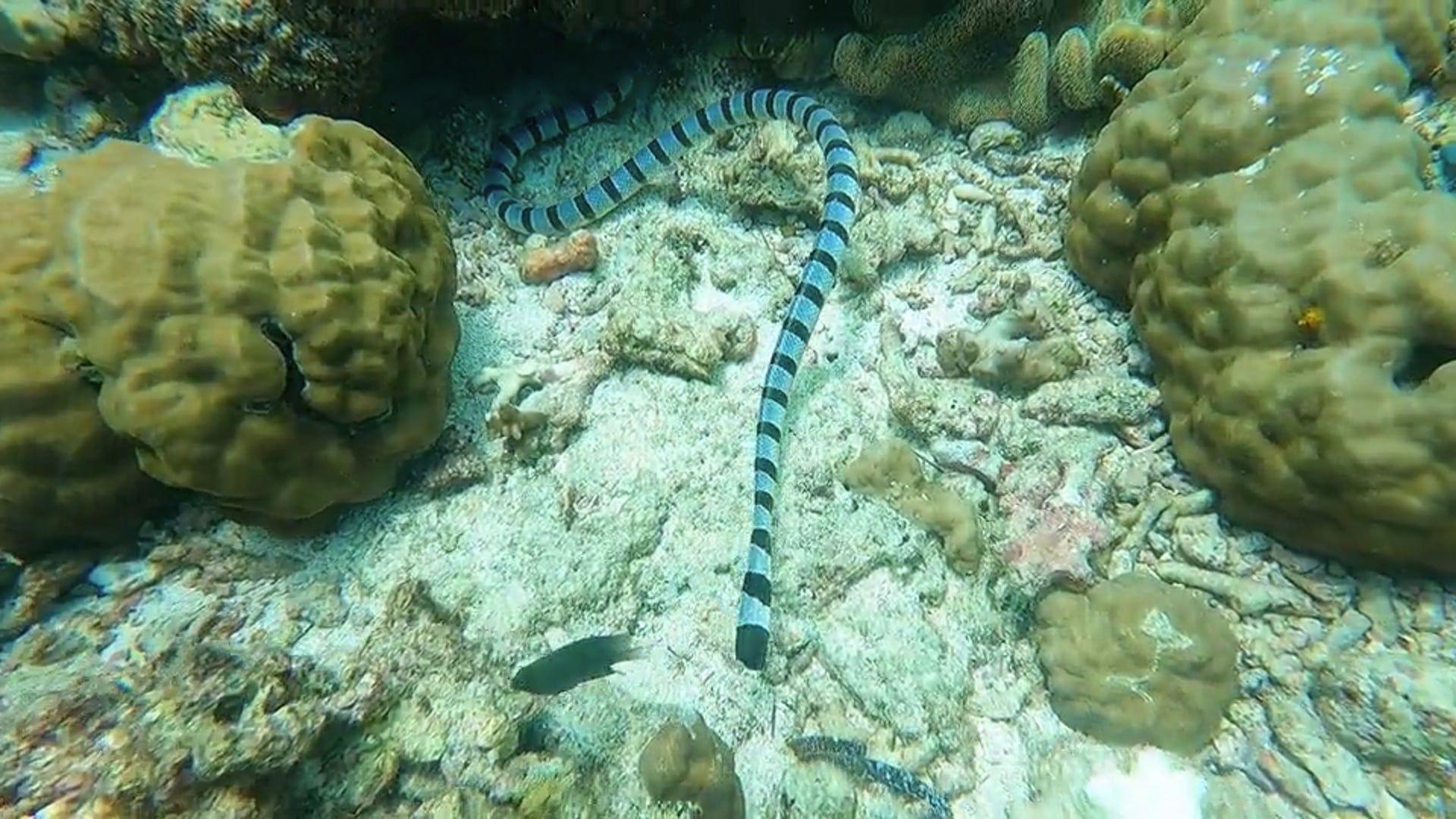 1920x1080 Close Up Of Sea Snake Free Stock Video Footage, Royalty Free 4K & HD Video Clip