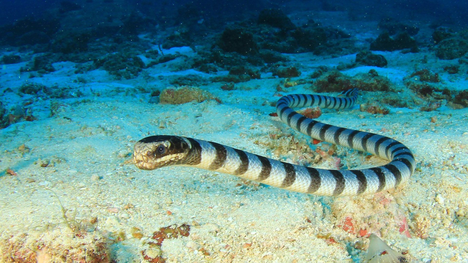 1920x1080 Underwater vision has evolved in sea snakes for 15 million years