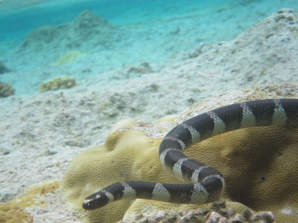 1024x768 sea snake / katuali. sea snake at Utuko Reef, Alofi, Niue