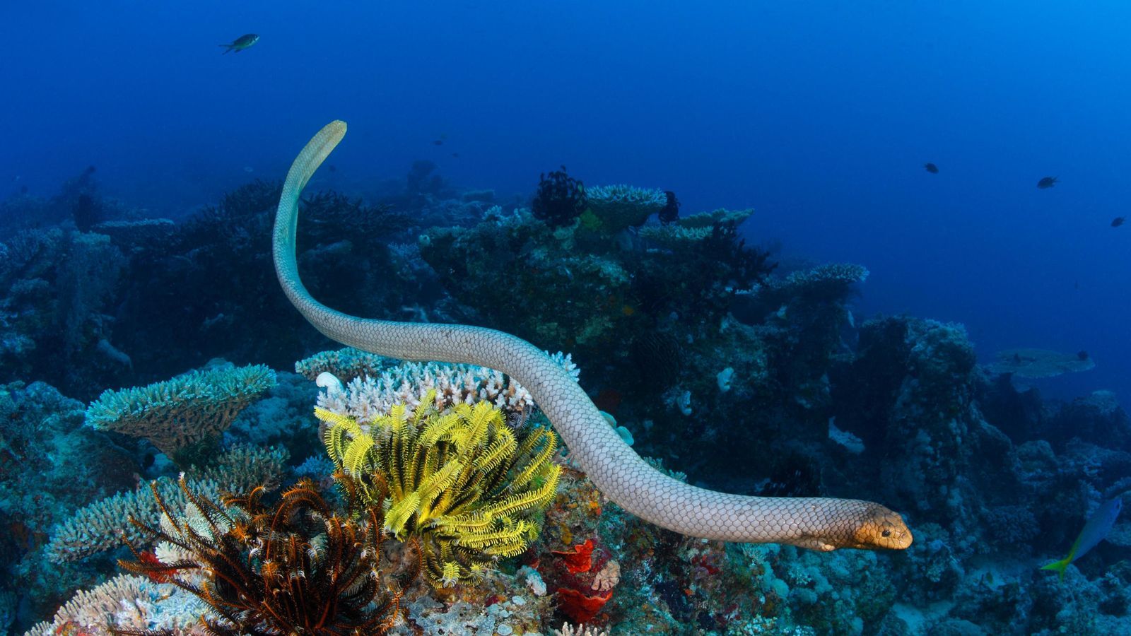 1600x900 British man dies after being bitten by a sea snake