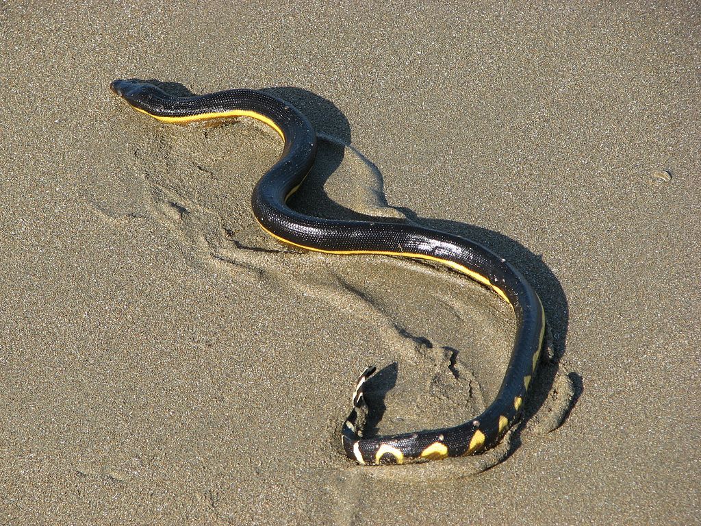 1024x768 Zoology Jottings: Sea Snakes: Raining on the Parade