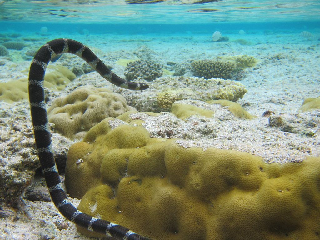 1024x768 sea snake / katuali. sea snake at Utuko Reef, Alofi Niue, O
