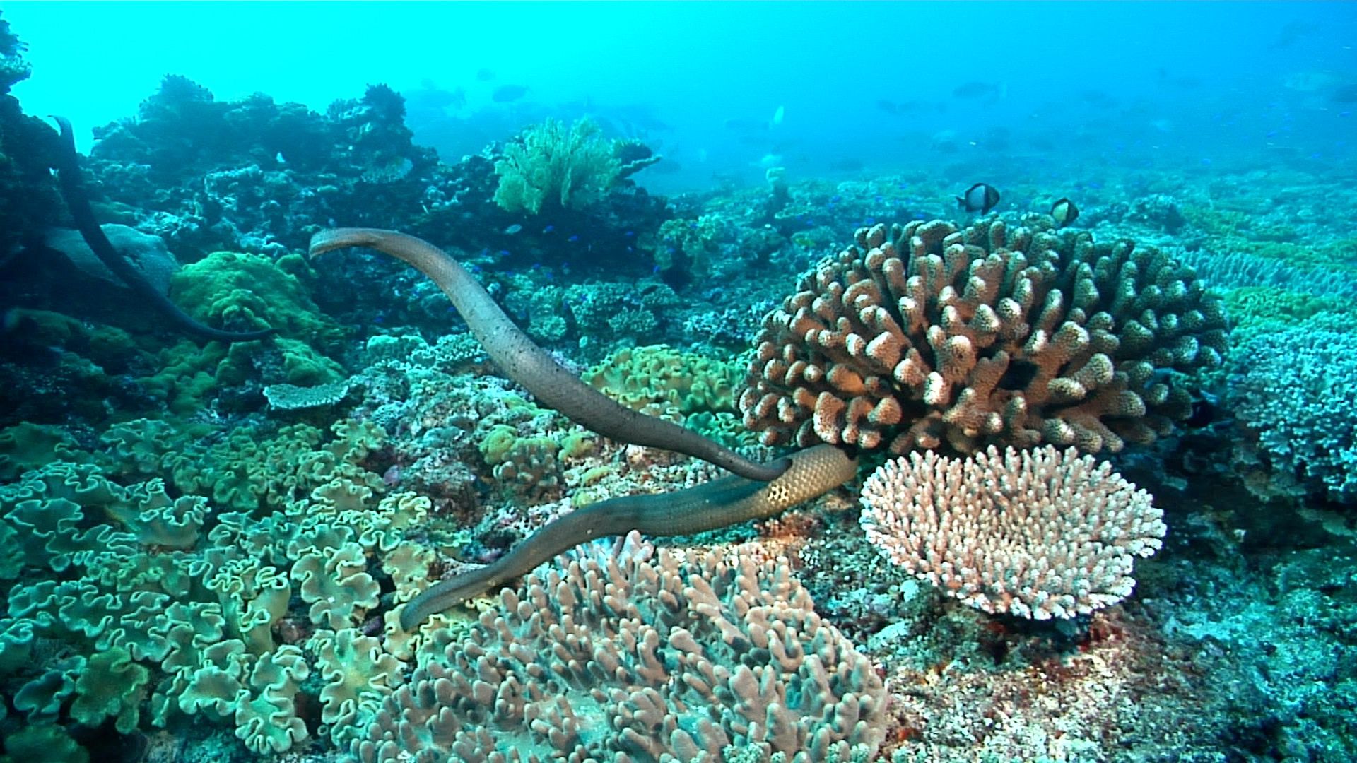 1920x1080 Stock footage of Olive sea snake courting, Aipysurus laevis HD video 21054