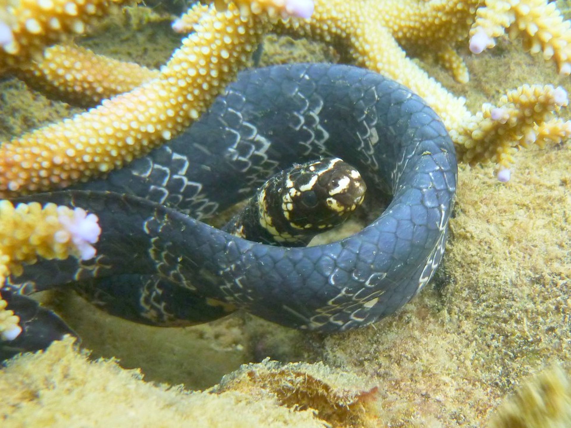 1920x1440 Urban sea snakes shed stripes