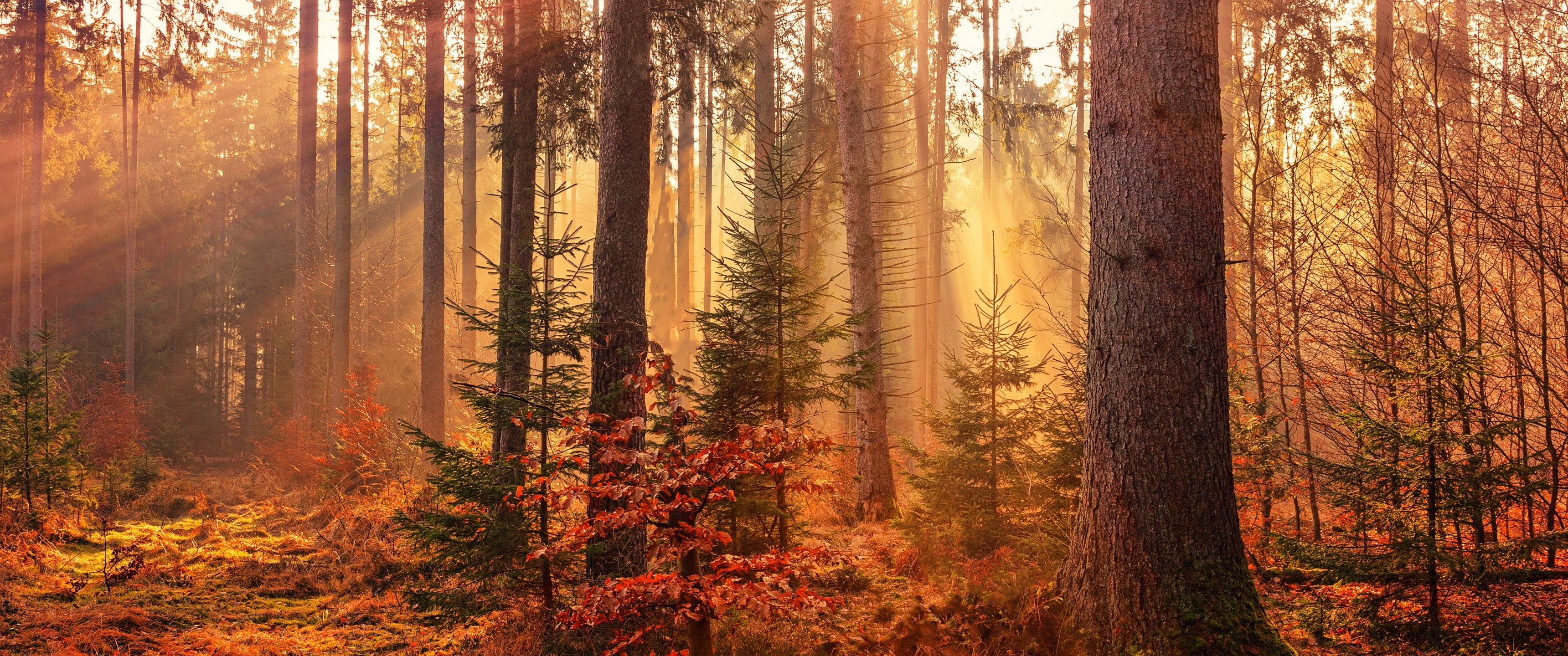 3440x1440 Fall Wallpaper 4K, Sunlight, Forest, Autumn