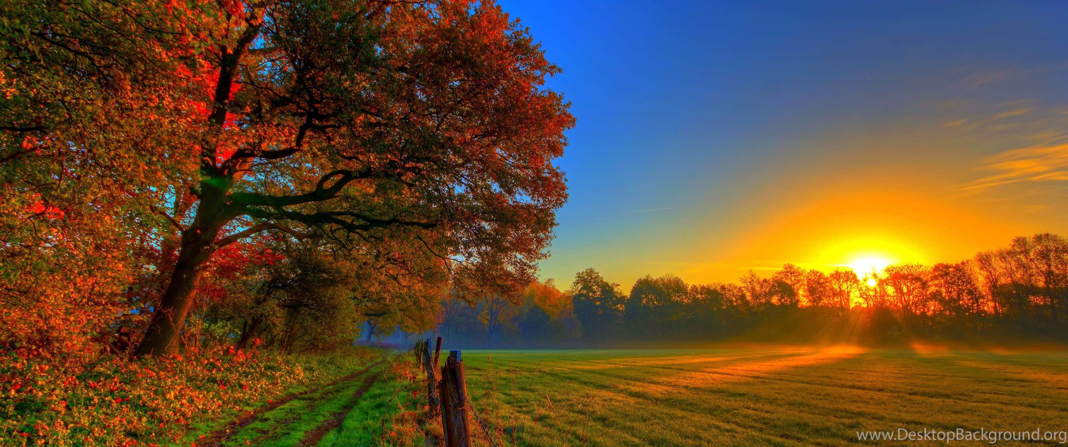 3440x1440 Download 3440x1440 Fall Season Trees In Field With Sunset Wallpaper