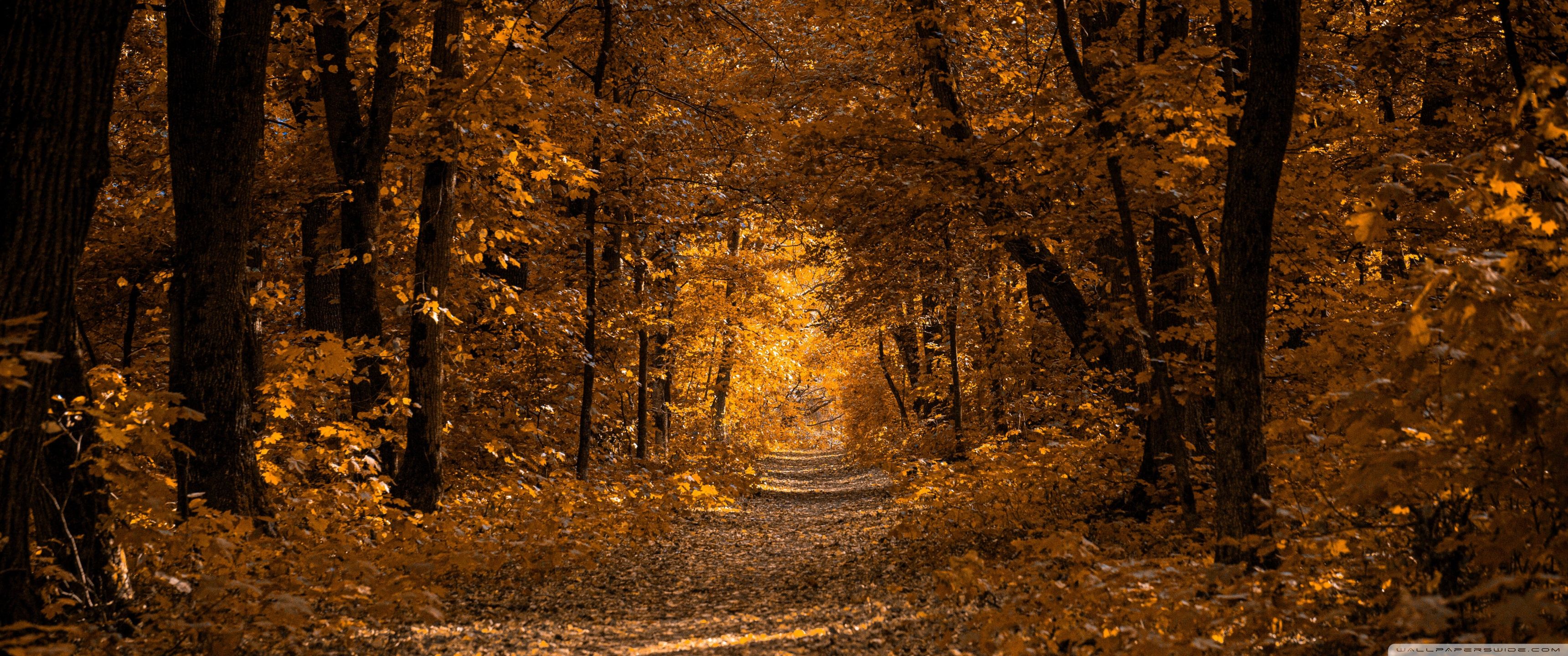 3440x1440 Autumn 4K UHD Wallpaper for UltraHD Desktop and TV : Widescreen and UltraWide Display : Smartphone and Tablet Devices