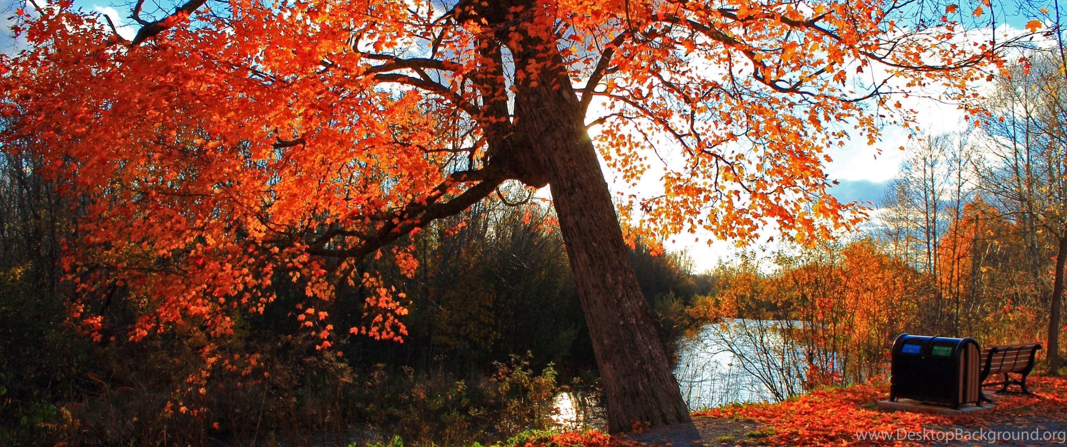 3440x1440 Download The beauty of fall in 3440x1440 resolution Wallpaper