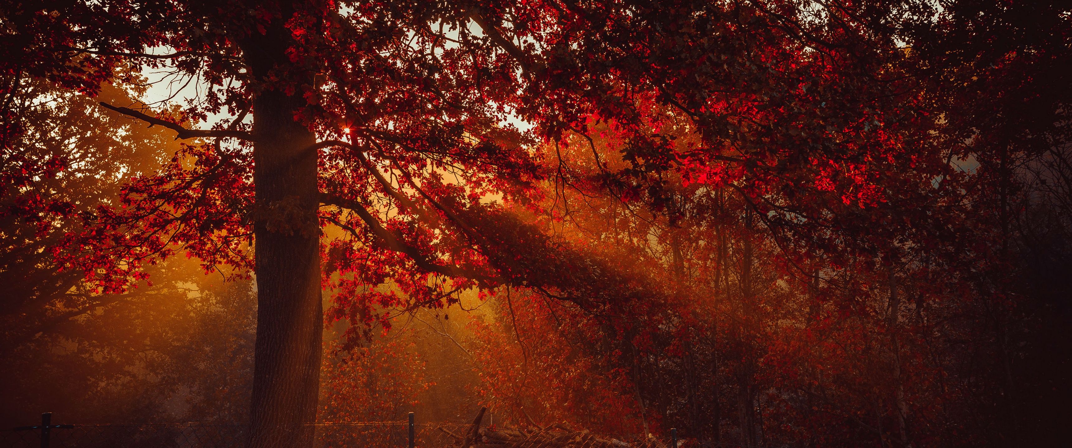 3440x1440 Autumn Wallpaper 4K, Trees, Forest, Sunlight
