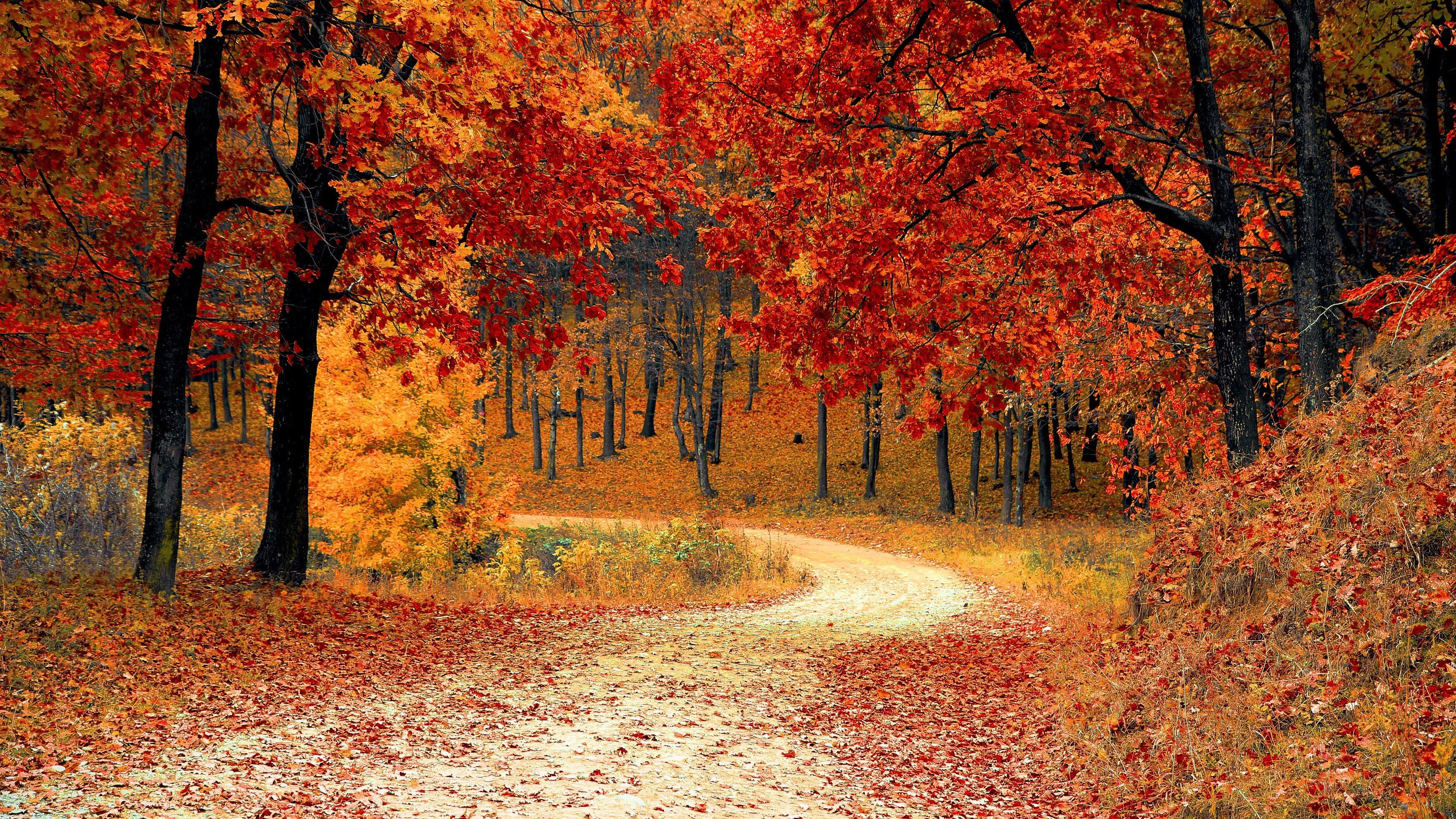 3840x2160 Autumn Trees Forest 4K Wallpaper HD