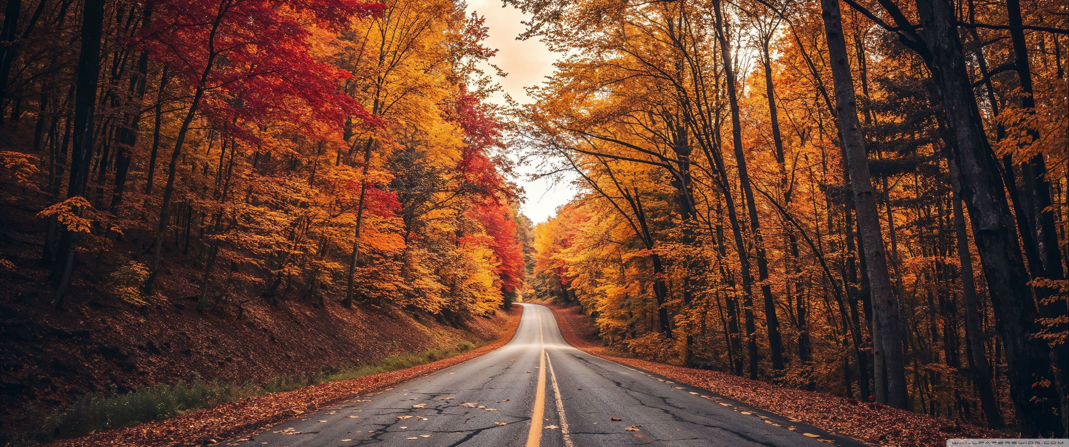 3440x1440 Autumn, Seasonal Colors, Road, Travel 4K UHD Wallpaper for UltraHD Desktop and TV : Widescreen and UltraWide Display : Dual Monitor : Smartphone and Tablet Devices
