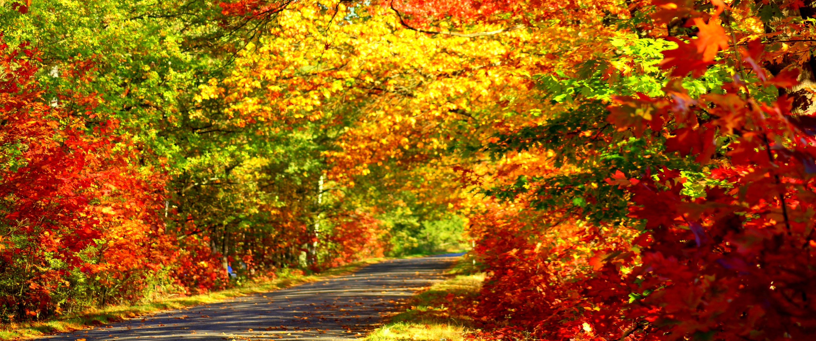 3440x1440 Download Autumn, Colorful colors, Trees, Foliage, Nature Wallpaper in 3440x1440 Resolution