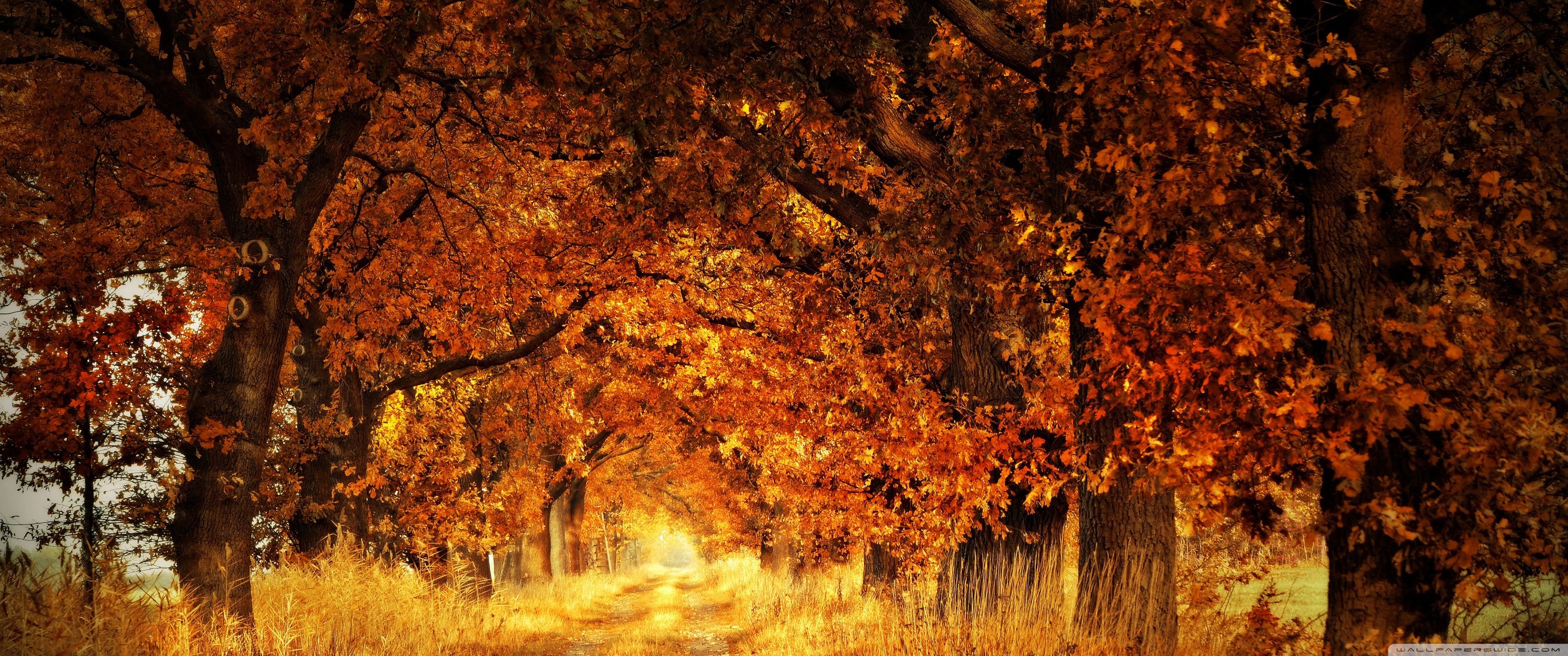 3440x1440 Trees, Autumn 4K UHD Wallpaper for UltraHD Desktop and TV : Widescreen and UltraWide Display : Dual Monitor : Smartphone and Tablet Devices