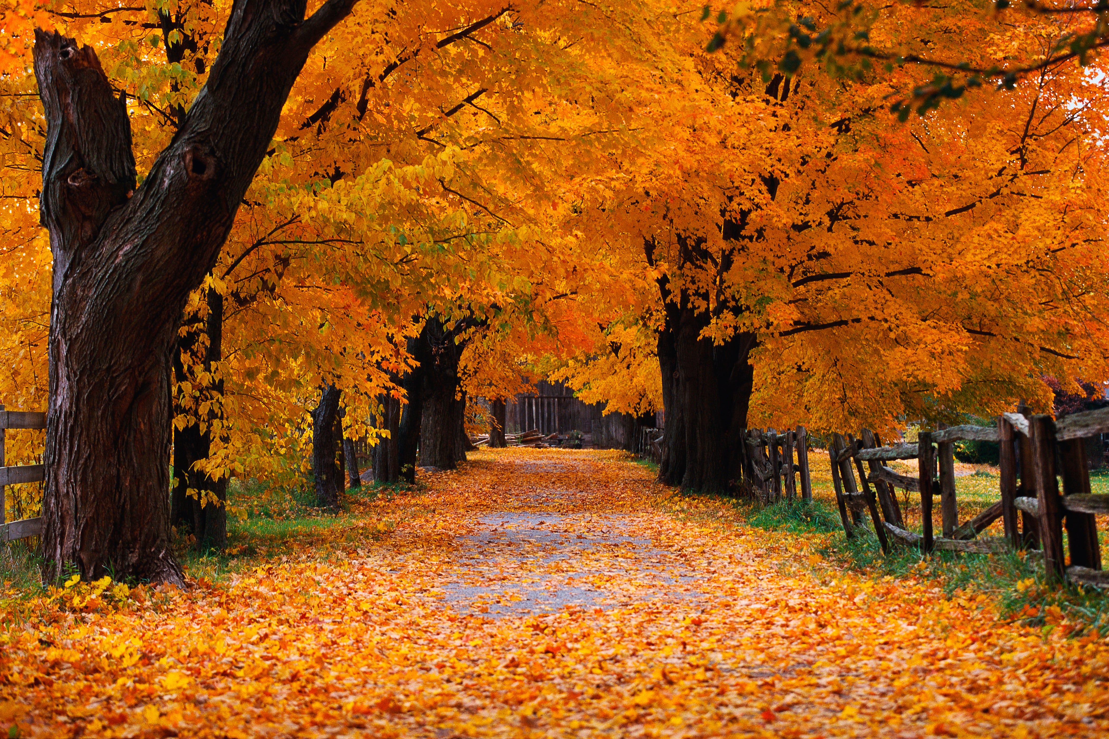 4200x2800 Finally. Windows XP's Autumn wallpaper in full res, 4200x2800