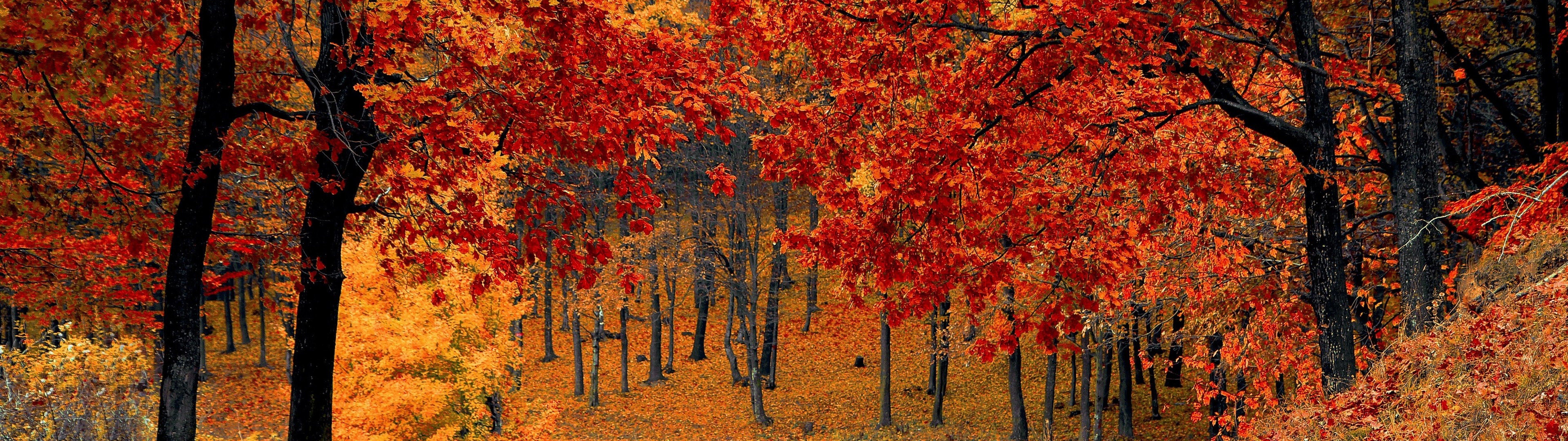 7680x2160 Autumn Trees Forest 4K Wallpaper HD