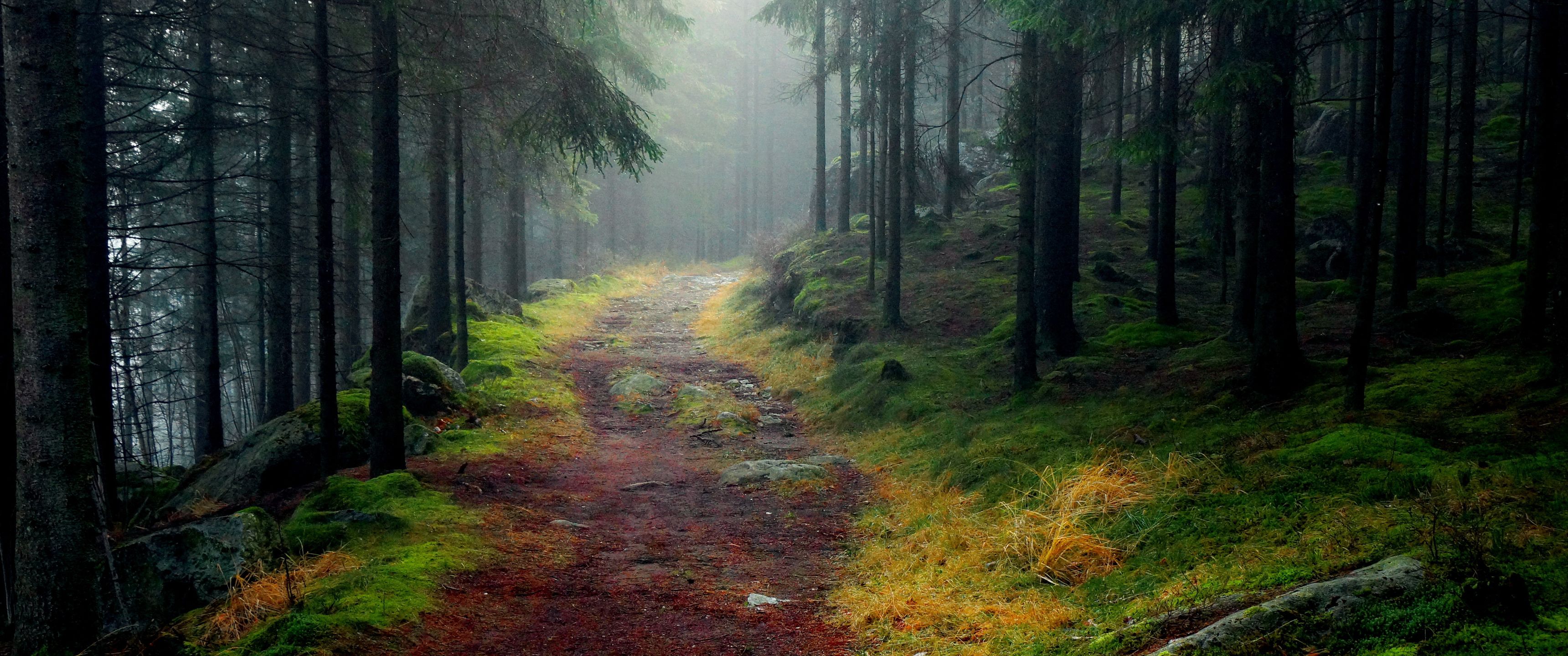 3440x1440 Download Road in the forest, Forest, Road, Trees, Foliage, Autumn Wallpaper in 3440x1440 Resolution