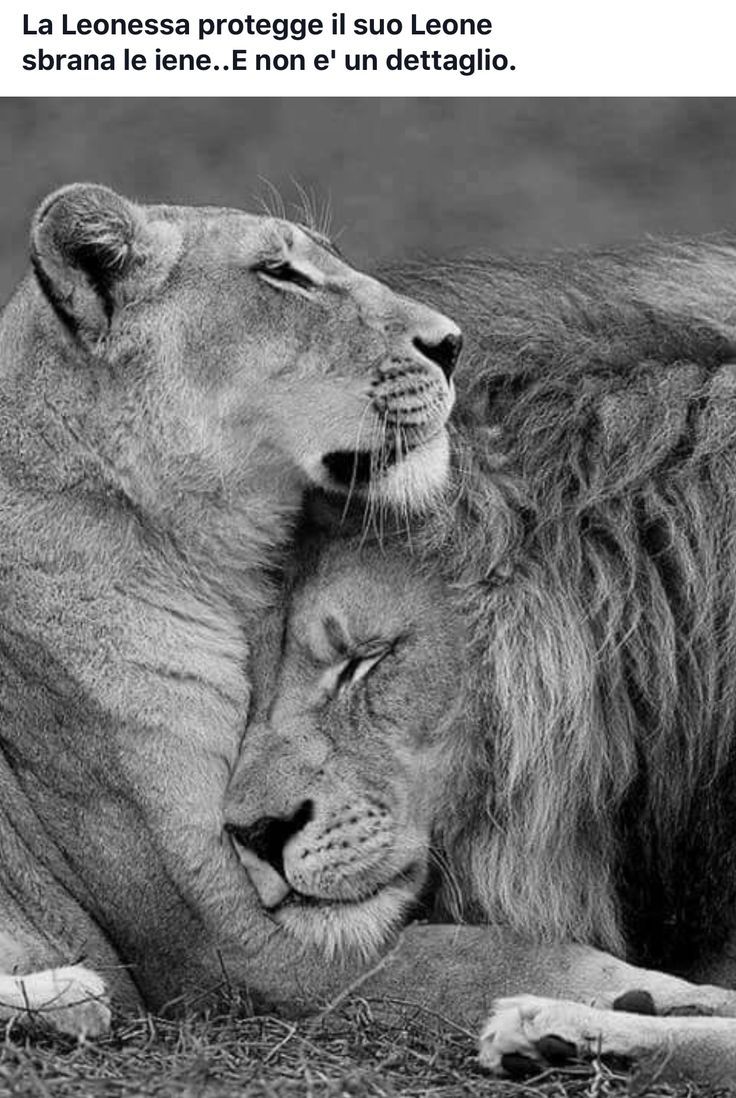 736x1098 Majestic Lions Cuddling in Black and White. Lion lioness tattoo, Lion and lioness aesthetic, Lion