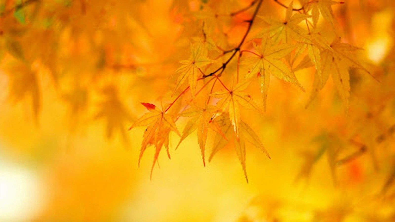 1600x900 Yellow Leaves Tree Branches In Blur Yellow Background HD Yellow Wallpaper