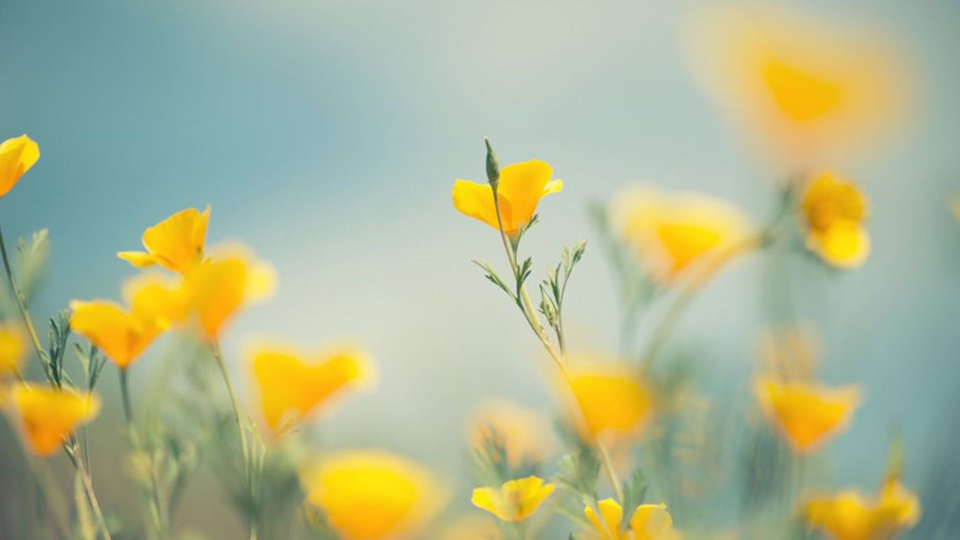 1920x1080 Yellow Flowers Green Plants Blur Background HD Yellow Wallpaper