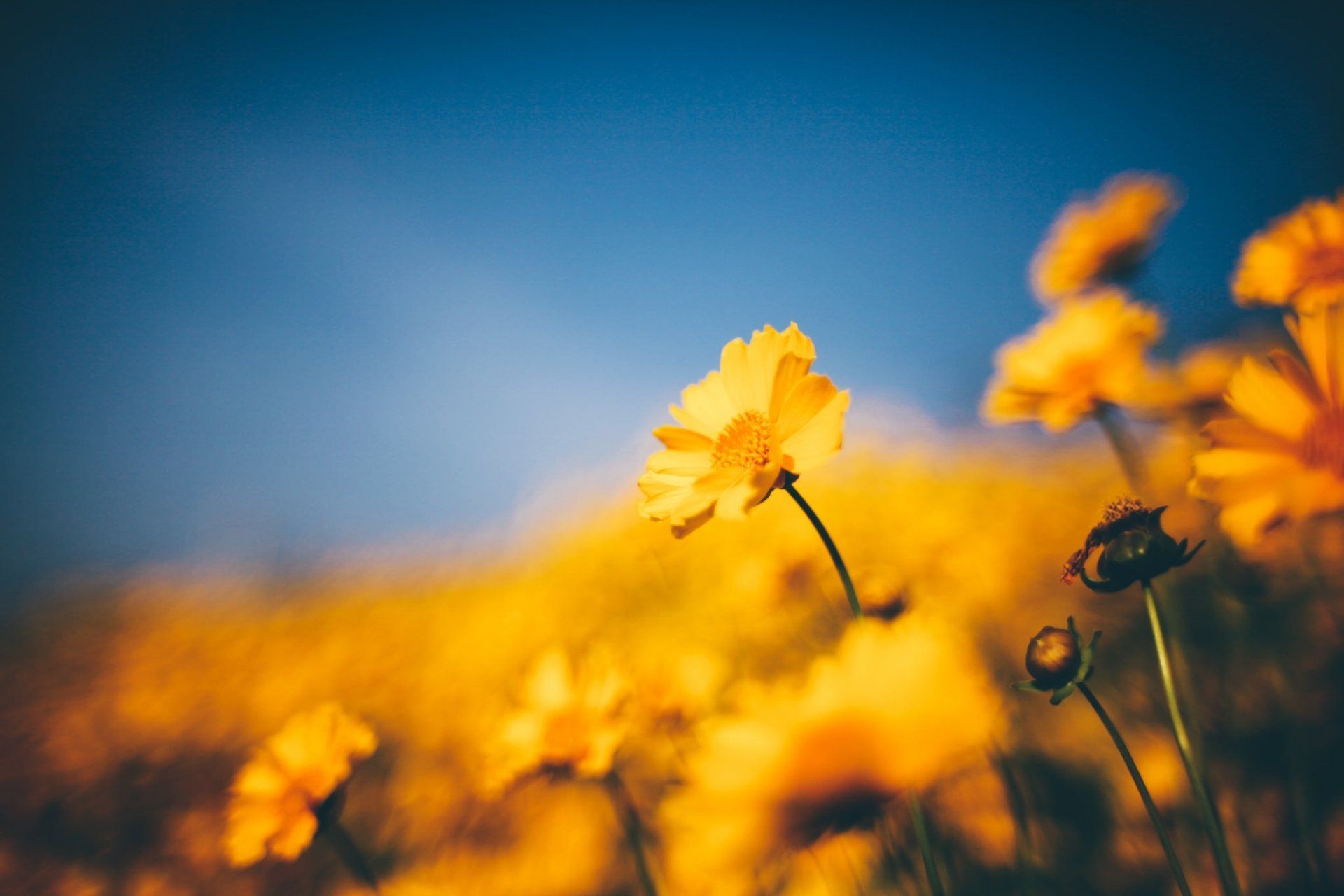 1920x1280 Download Blur Yellow Flower Nature Flower HD Wallpaperx1365