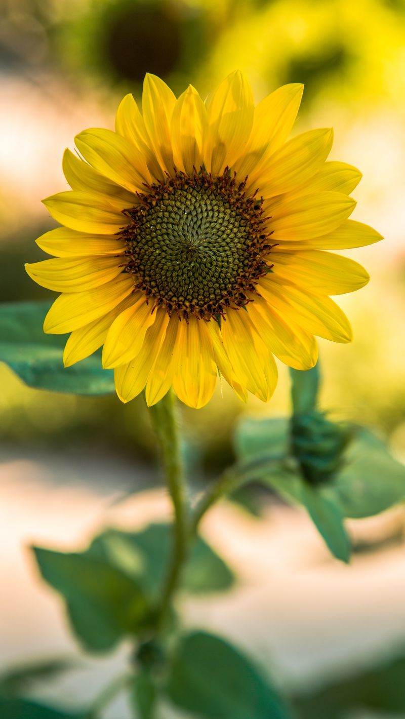 800x1420 Download Wallpaper 800x1420 Sunflower, Flower, Yellow, Blur Iphone Se 5s 5c 5 For Parallax HD Background