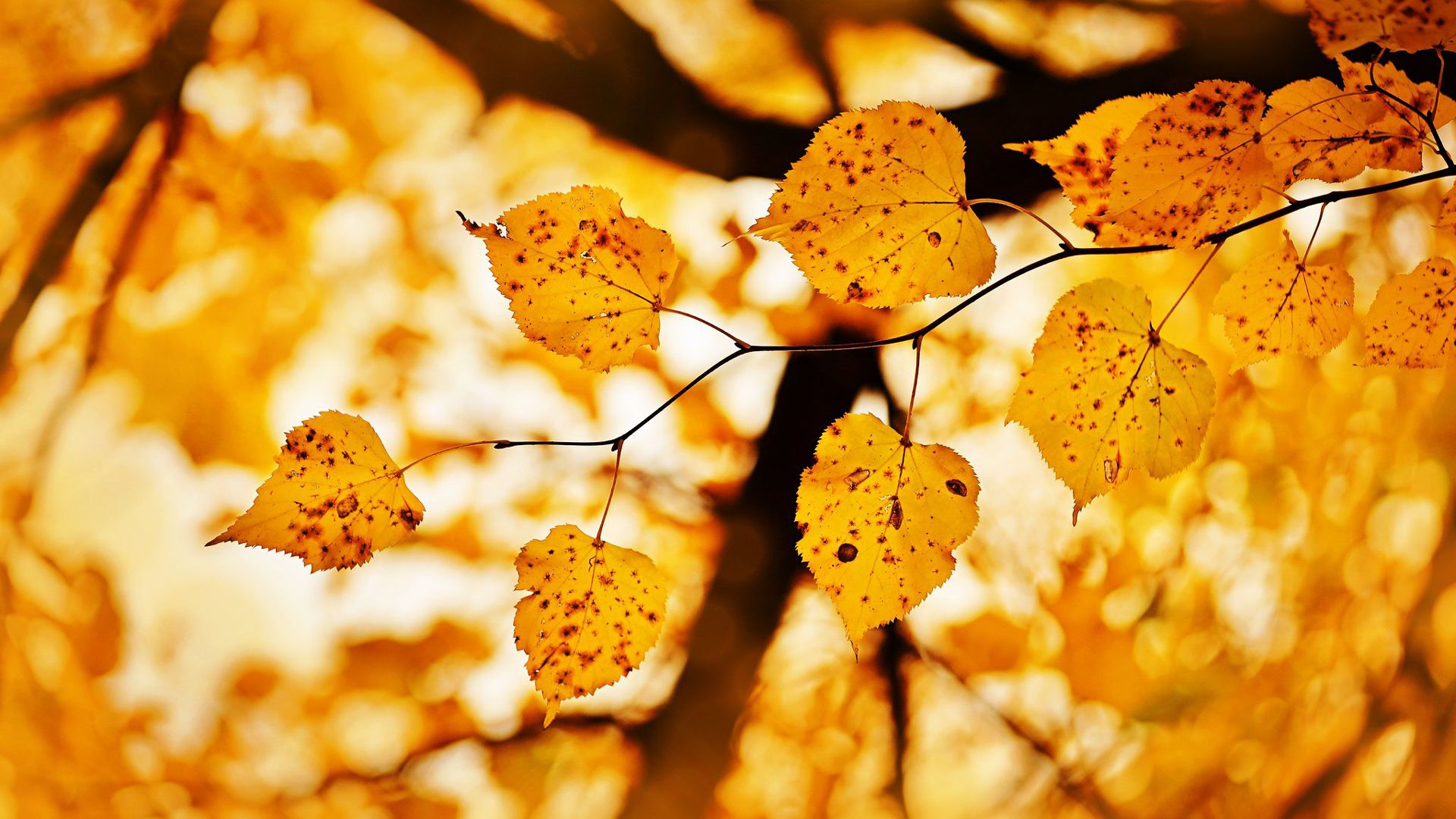 1920x1080 Blur Yellow Fall Leaf HD Nature Wallpaper