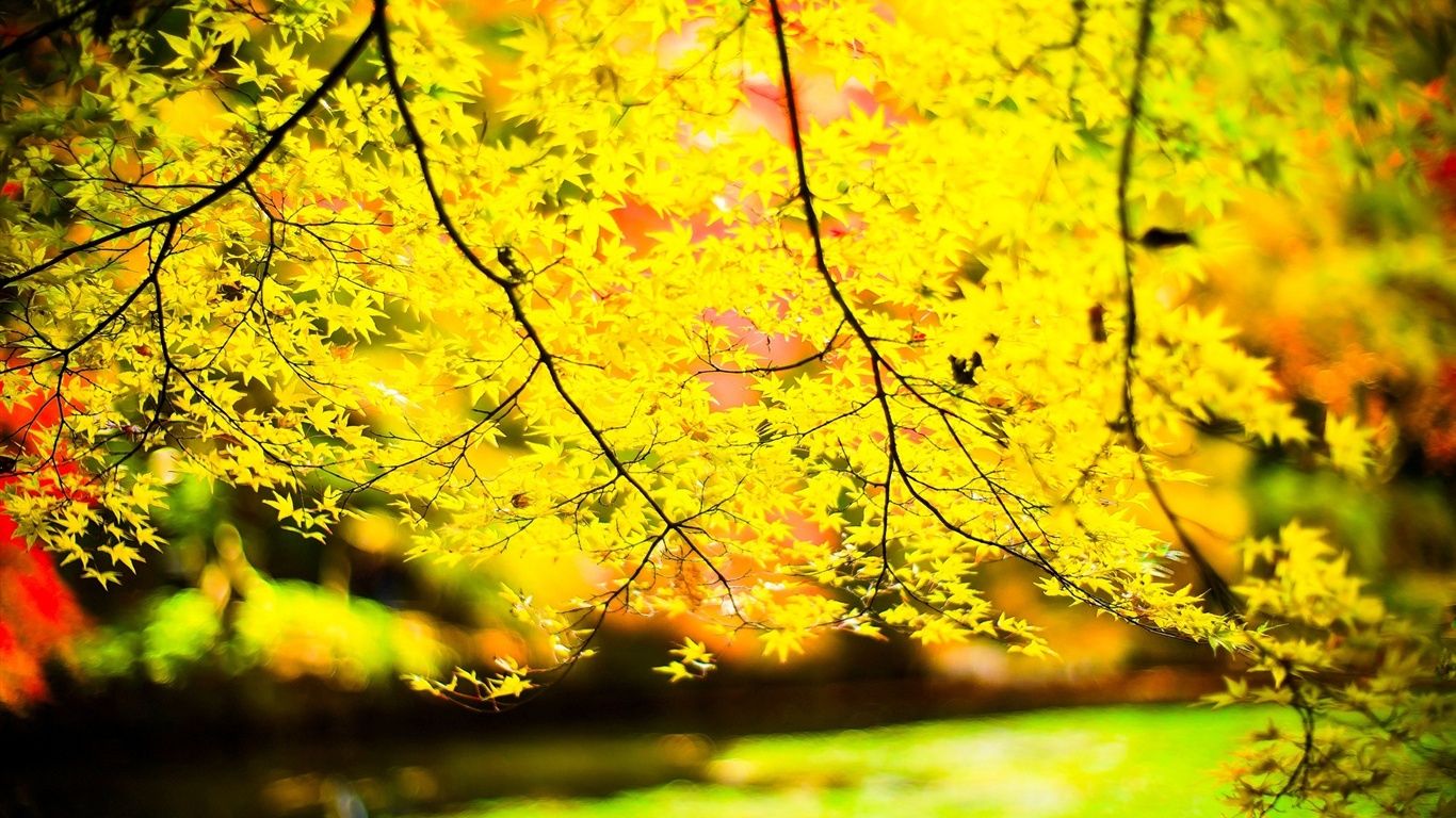 1366x768 Wallpaper Yellow leaves, twigs, sun, blur 1920x1200 Picture, Image
