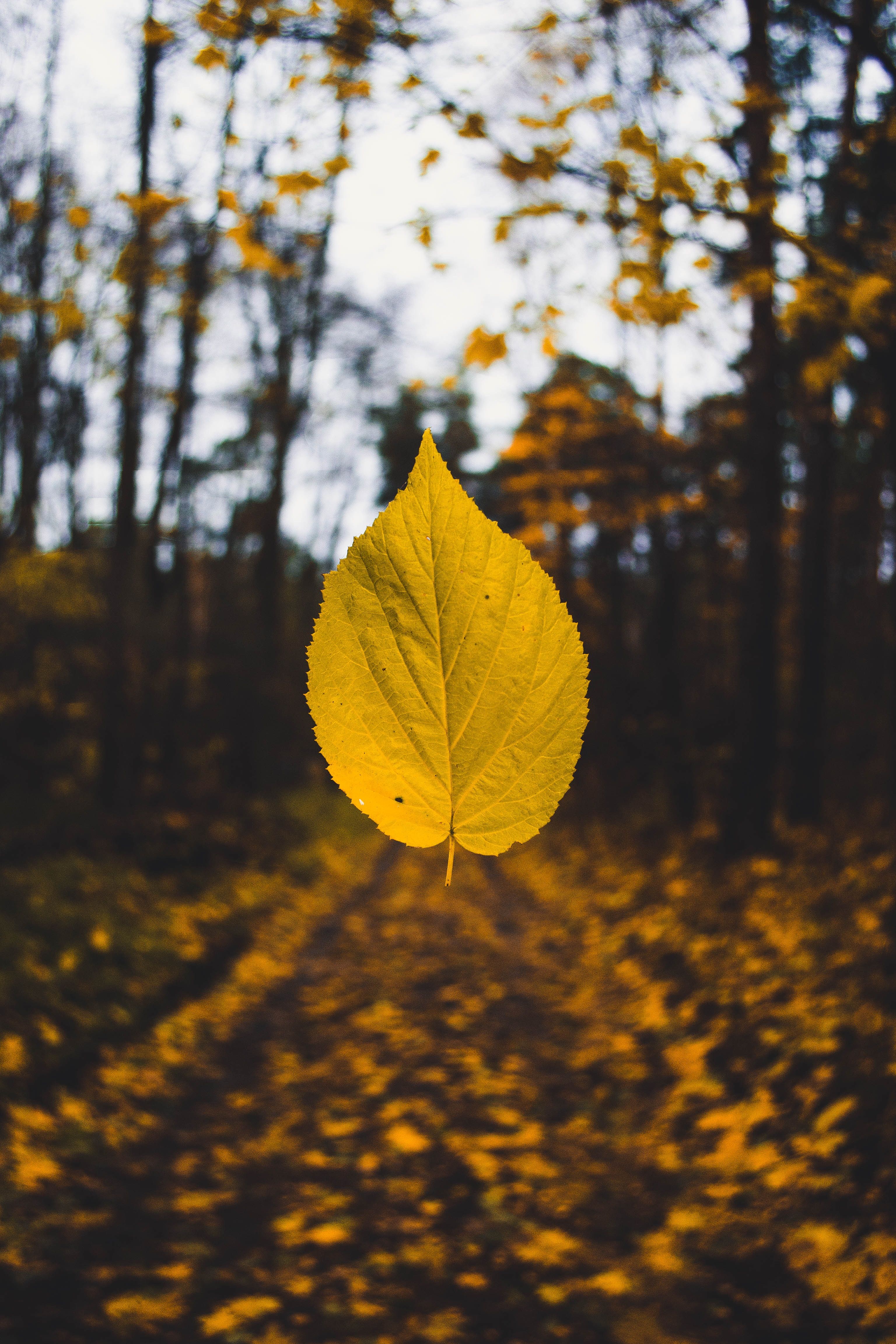 3072x4608 Phone wallpaper: Blur, Autumn, Levitation, Macro, Smooth, Sheet, Leaf 94137
