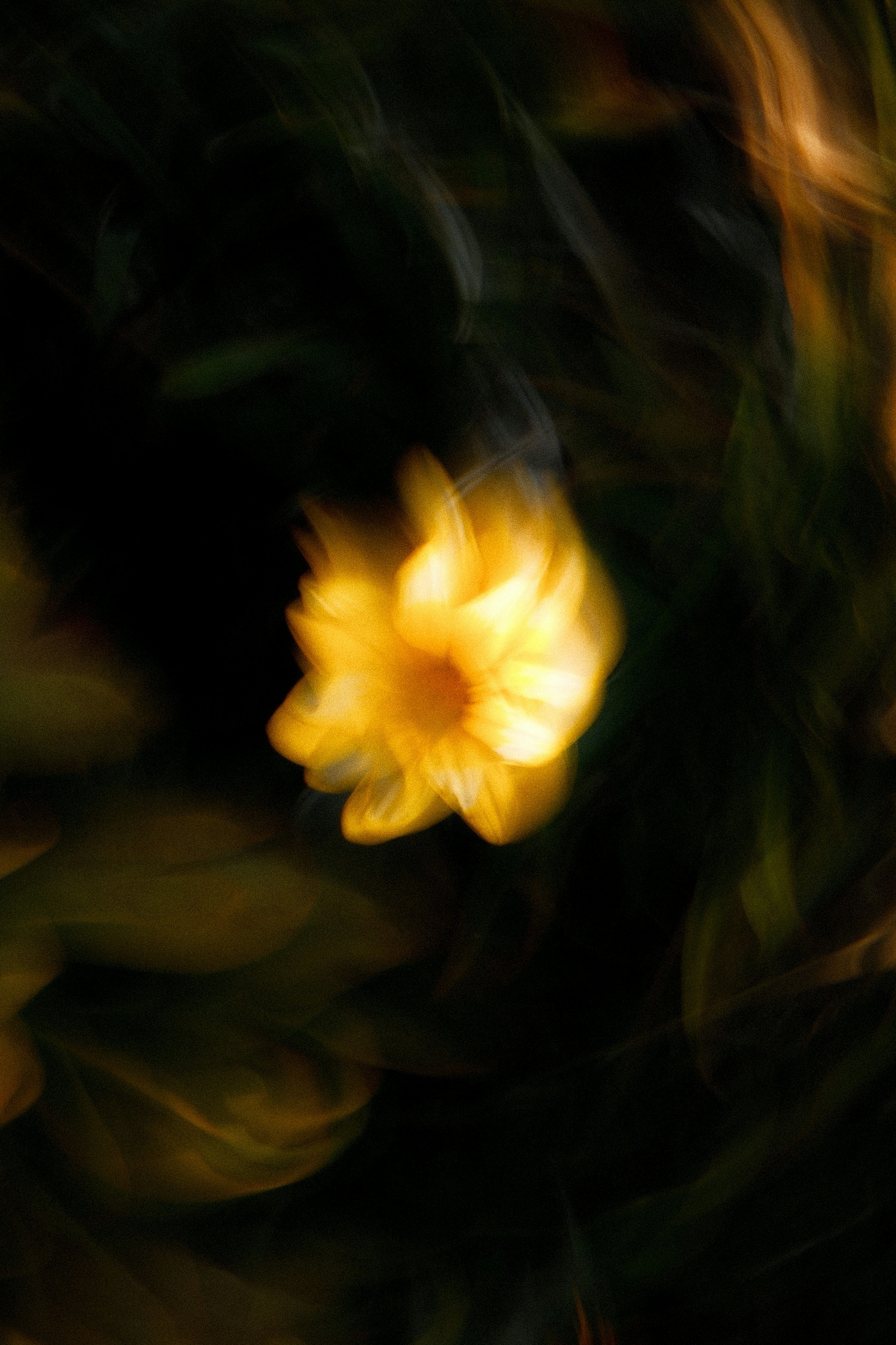 3000x4501 Abstract yellow flower with motion blur against a dark background