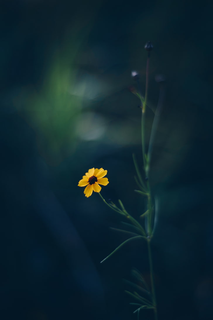 728x1091 HD wallpaper: yellow petaled flower, cosmos, blur, flowering plant, freshness