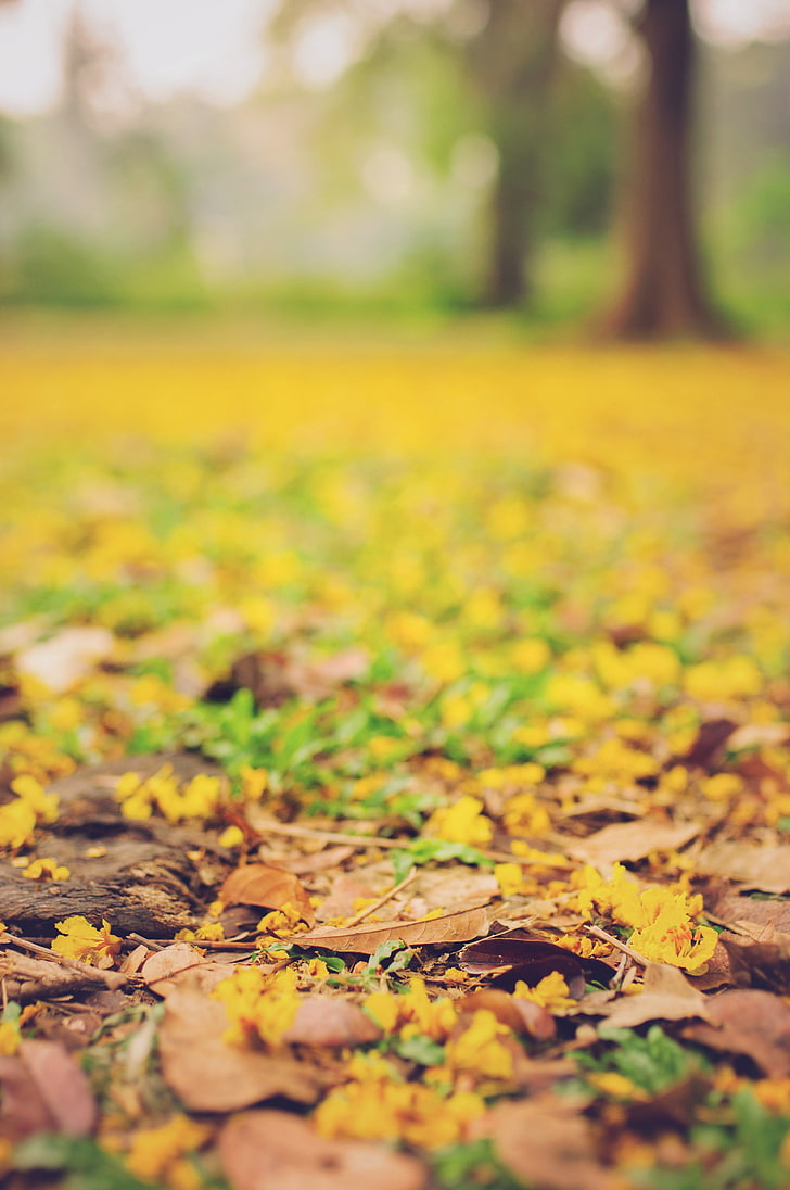 728x1096 HD wallpaper: leaves, autumn, fallen, blur, yellow, plant part, leaf, selective focus