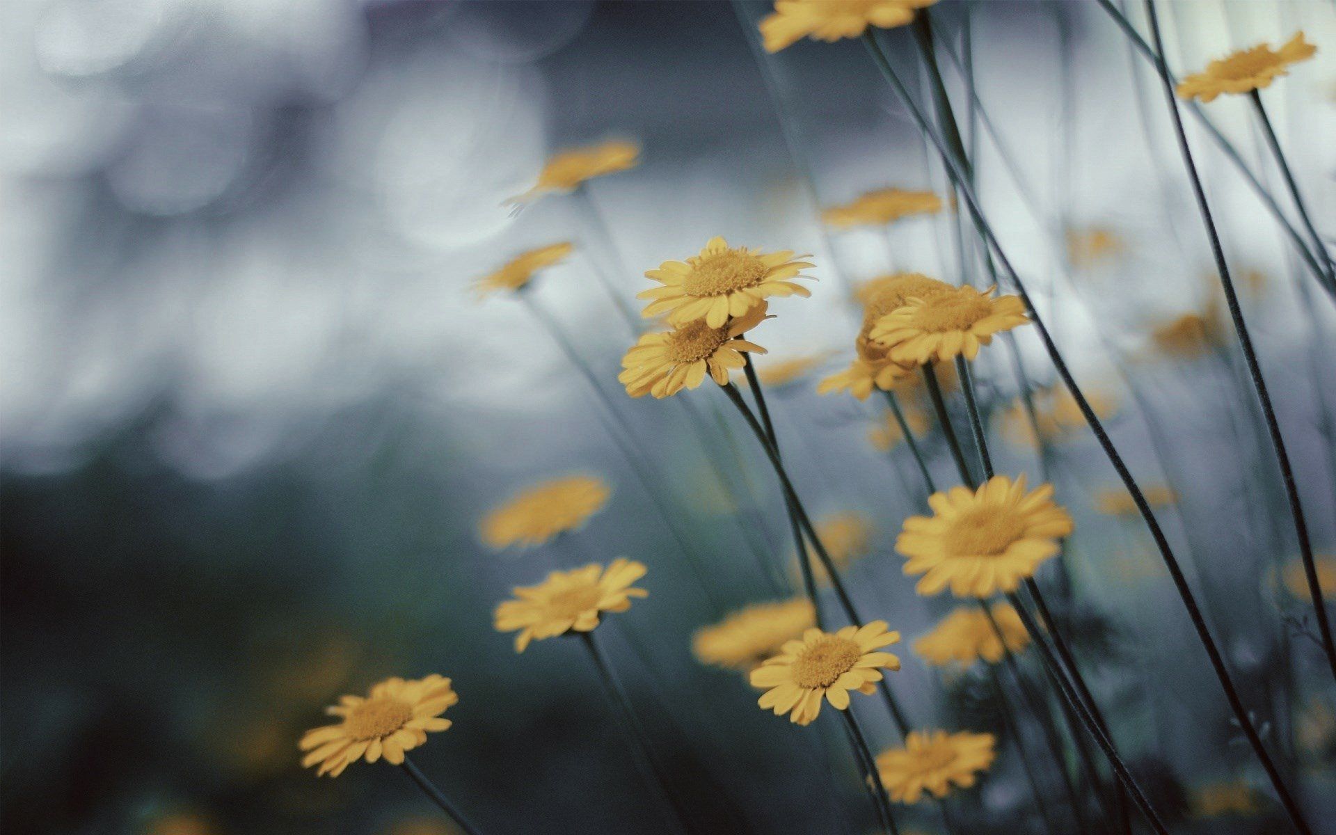 1920x1200 Download Yellow Flower Blur Flower Photography Macro HD Wallpaperx1200