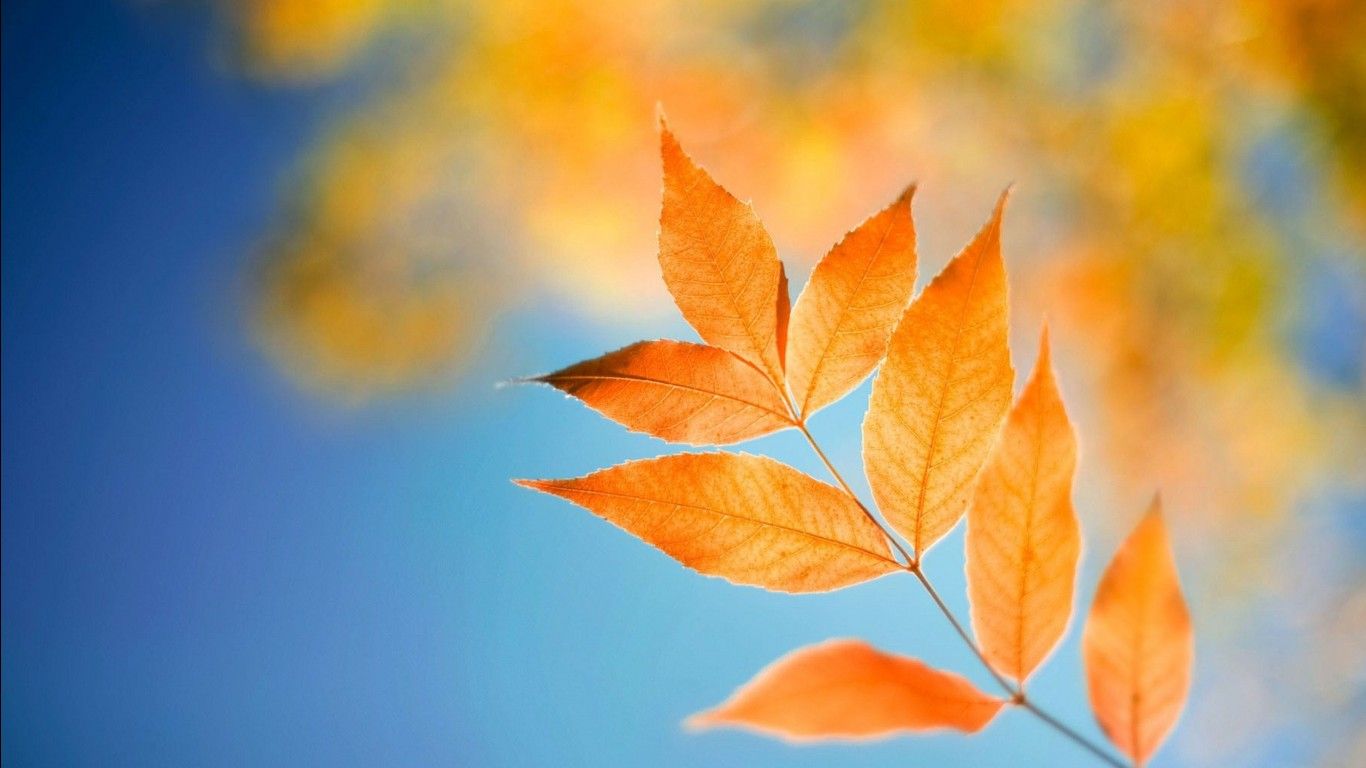 1366x768 Yellow Leaves Blur Yellow Bokeh Background 4K HD Lock Screen Wallpaper