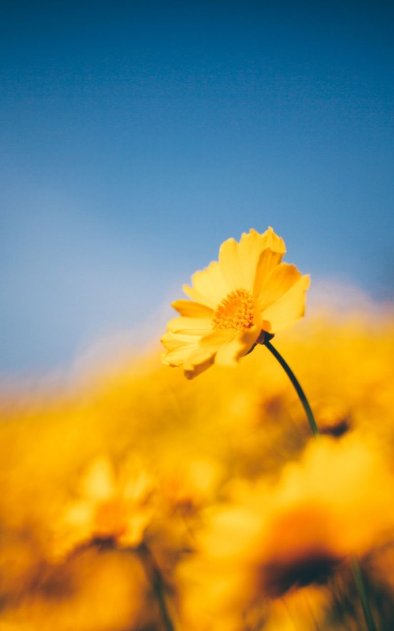 800x1280 Phone wallpaper: Earth, Flower, Nature, Yellow Flower, Blur, Flowers 1160623
