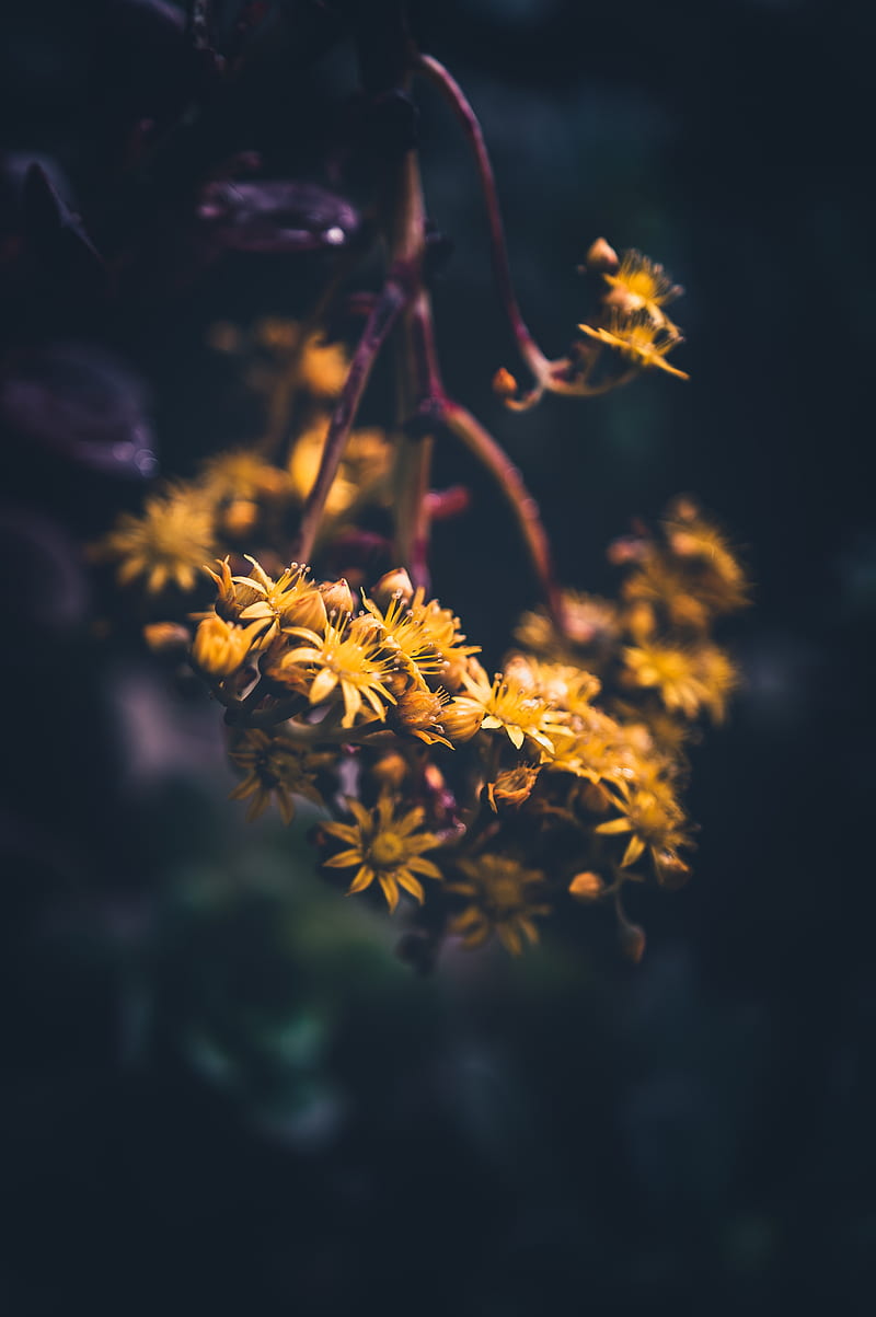 800x1203 Flowers, yellow, bloom, macro, blur, HD phone wallpaper