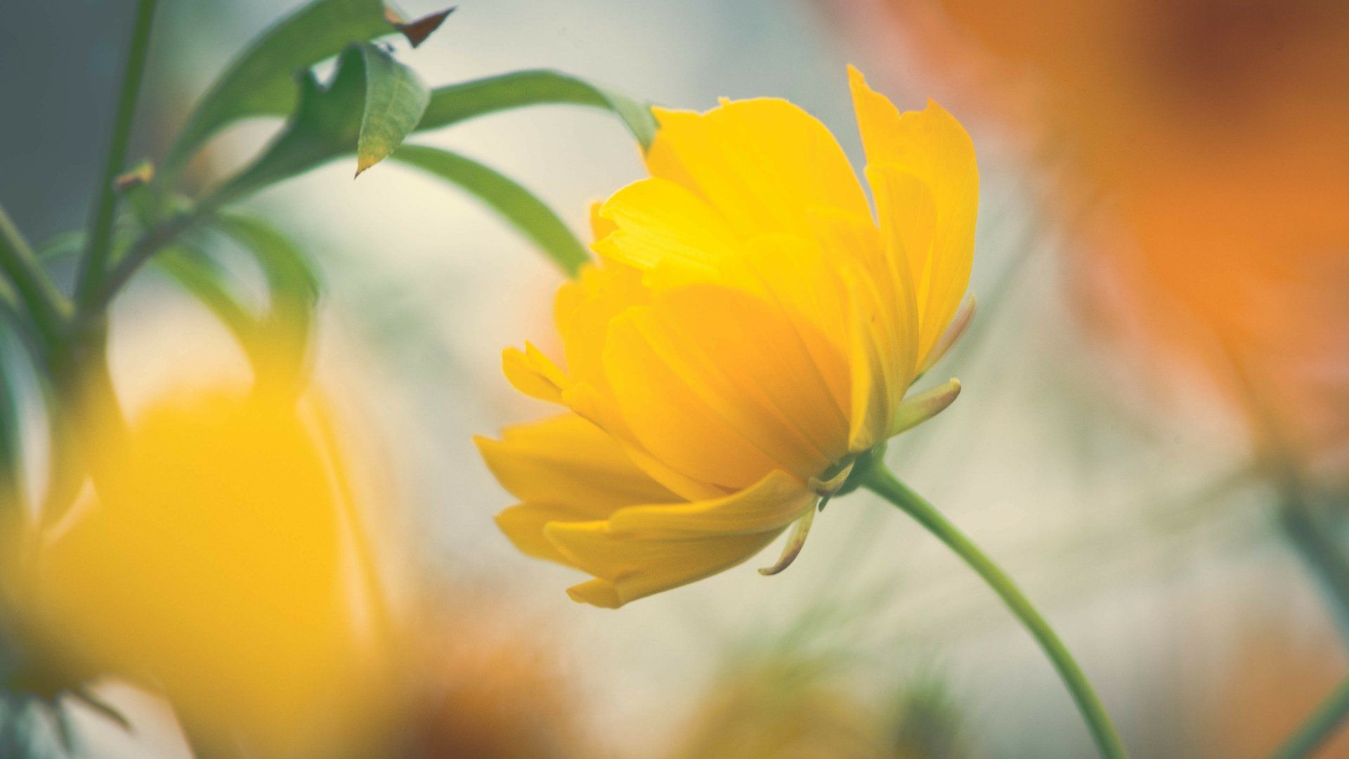 1920x1080 Radiant Yellow Bloom: Stunning 4K Ultra HD Nature Close Up With Soft Blurx2394