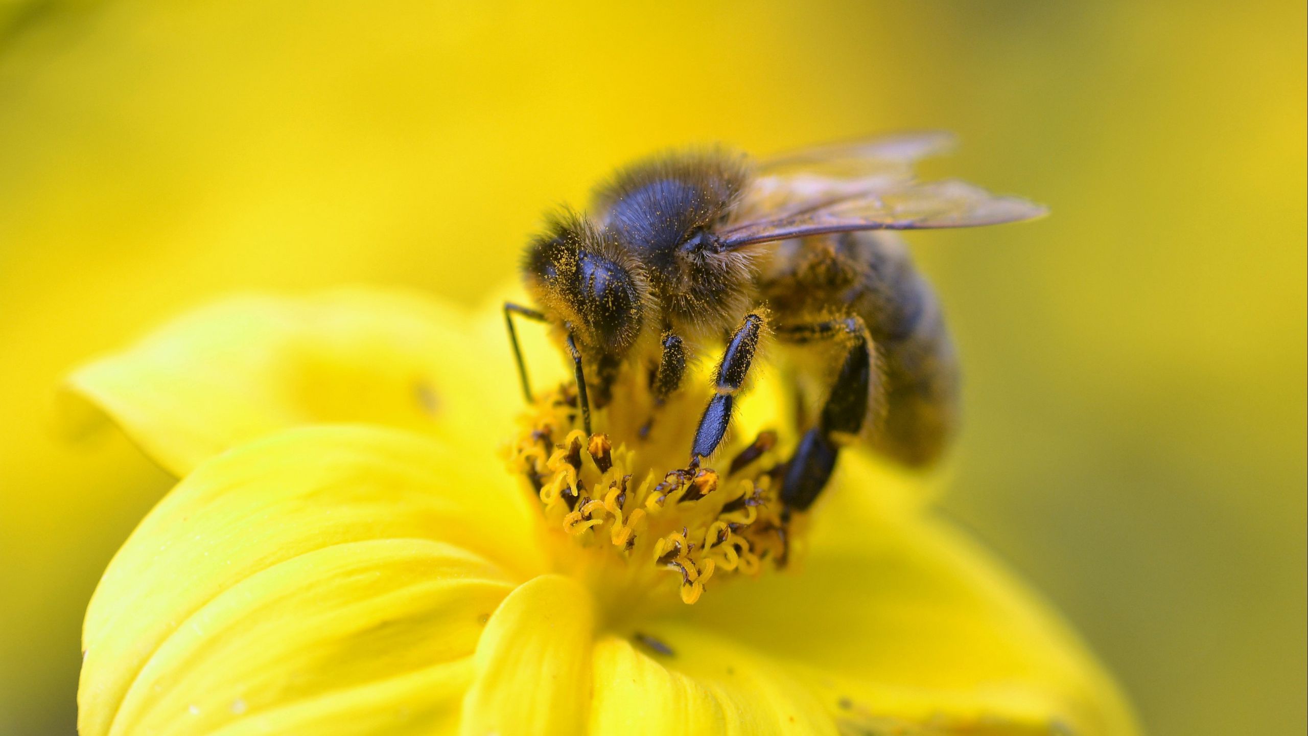 2560x1440 yellow black bee pollen flower yellow macro blur wallpaper background HD Bee Wallpaper