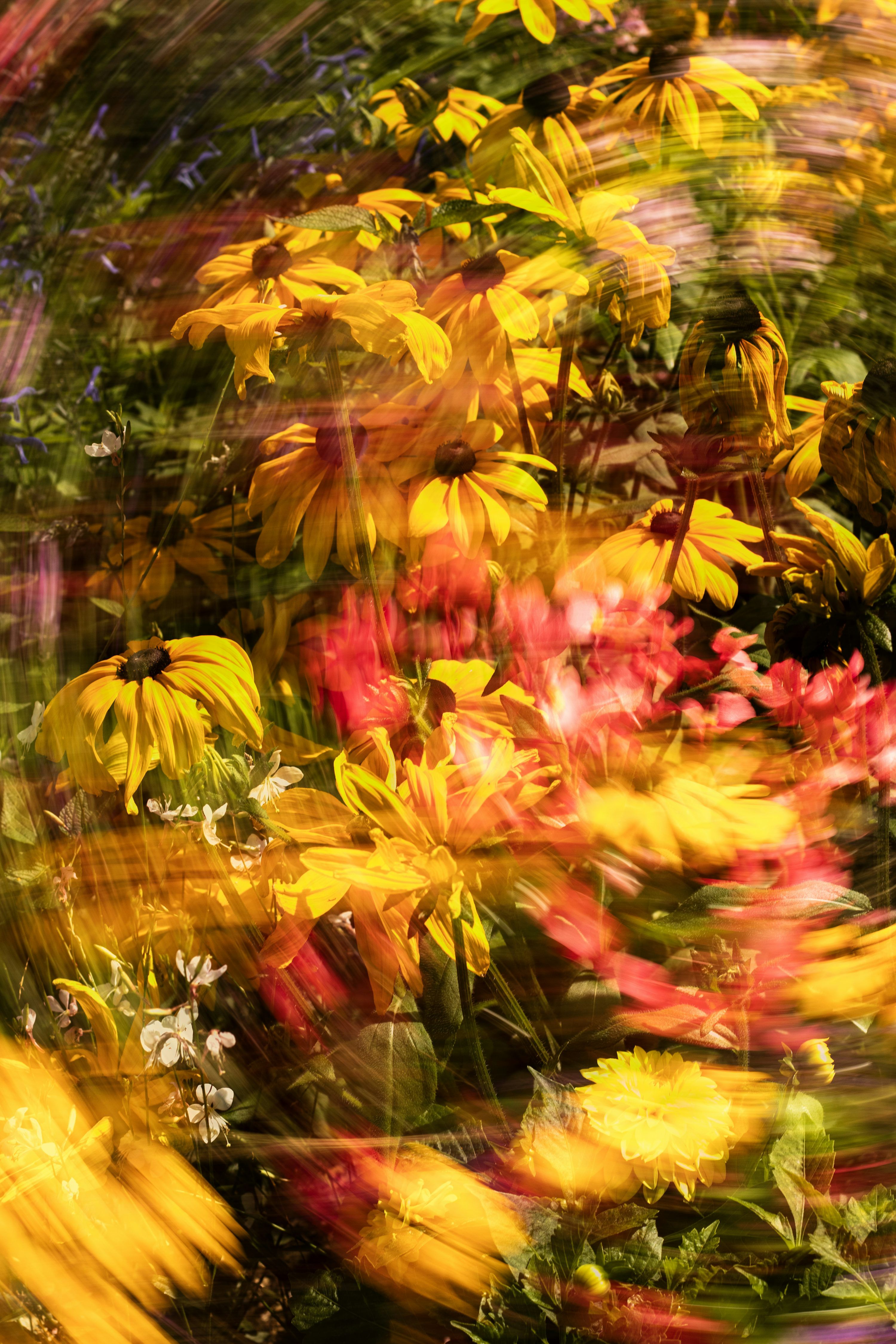 3000x4500 Yellow coneflowers with motion blur