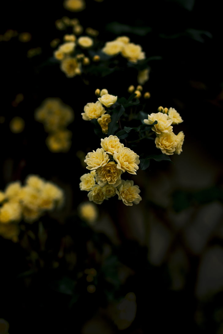 728x1092 HD wallpaper: yellow flower, flowers, roses, bush, blur, flowering plant, freshness