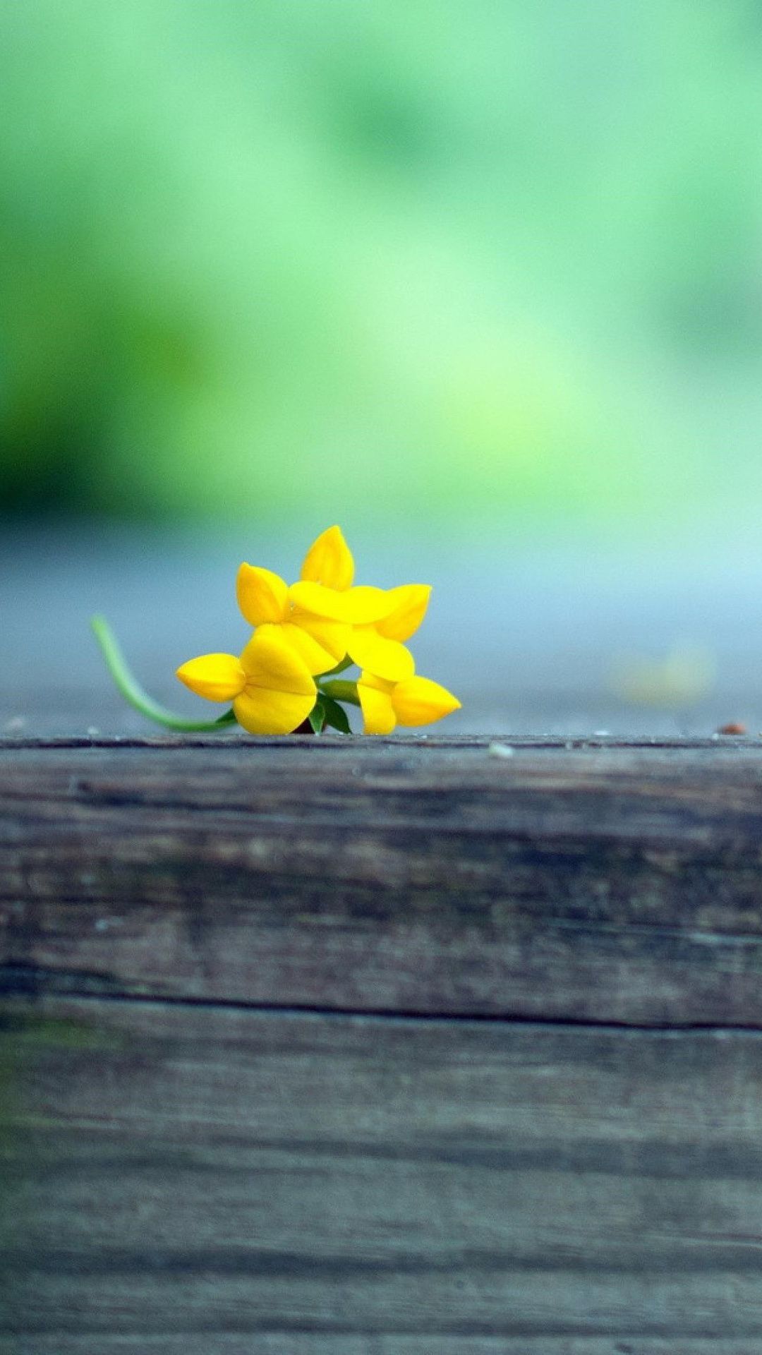 1080x1920 Macro Yellow Flower Blur iPhone 6s, 6 Plus, Pixel xl , One Plus 3t, 5 , HD 4k Wallpaper, Image, Background, Photos and Picture