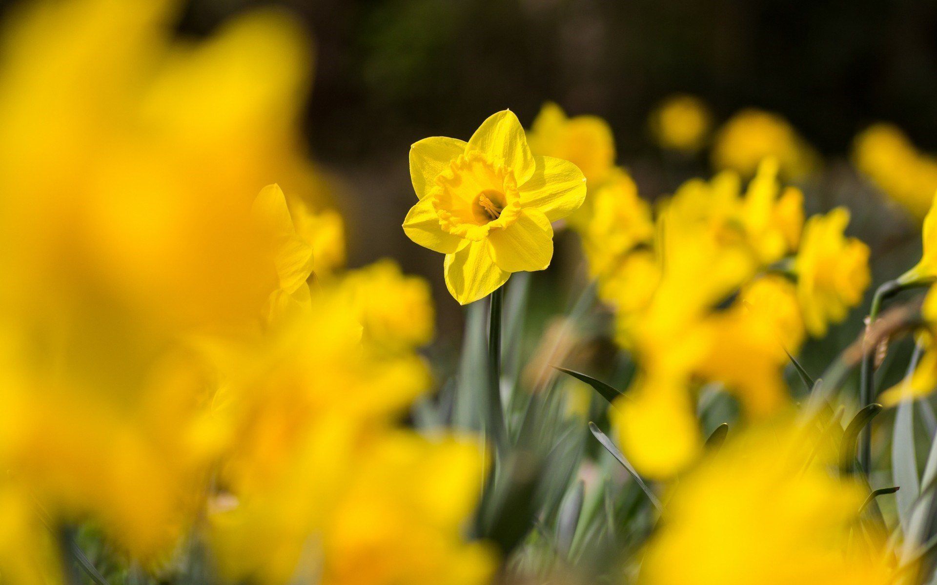 1920x1200 Download Yellow Flower Flower Blur Nature Daffodil HD Wallpaperx1200