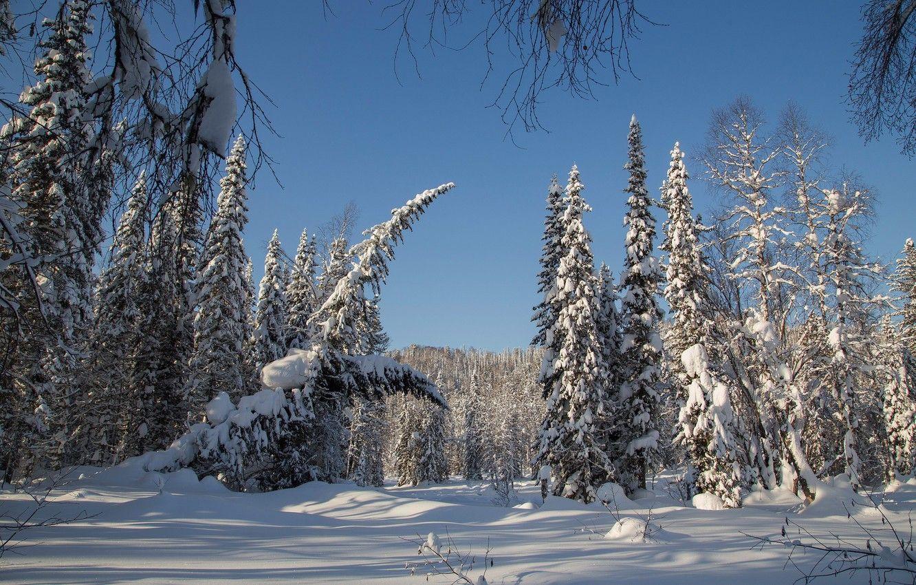 1332x850 Wallpaper winter, forest, snow, trees, ate, Russia, taiga, Siberia image for desktop, section природа