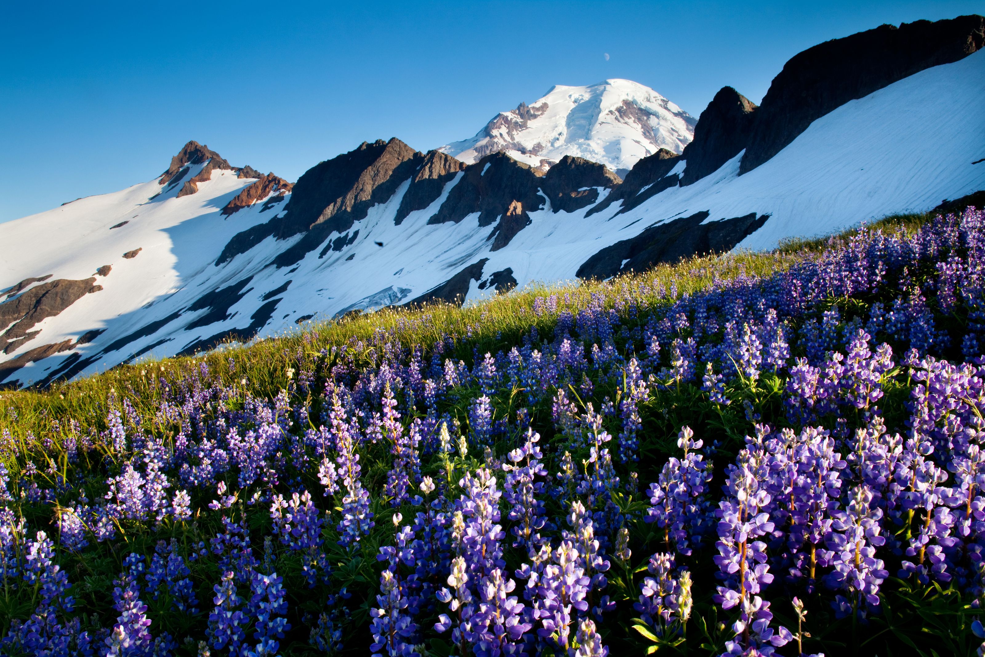3200x2133 Wildflowers, Mt Baker Wall Mural