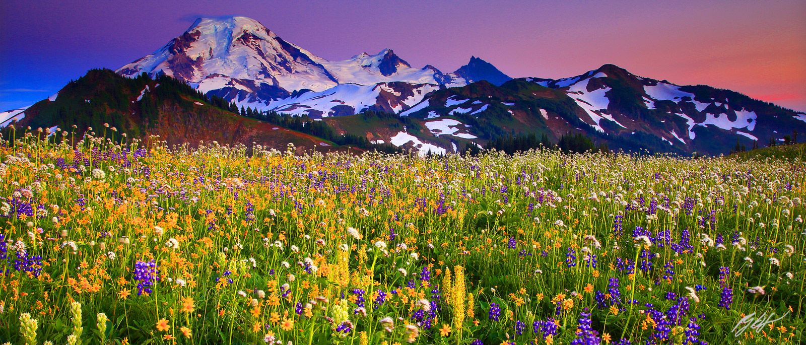 1600x685 Pano114 Sunset Wildflowers and Mt Baker, Washington. Randall J Hodges Photography