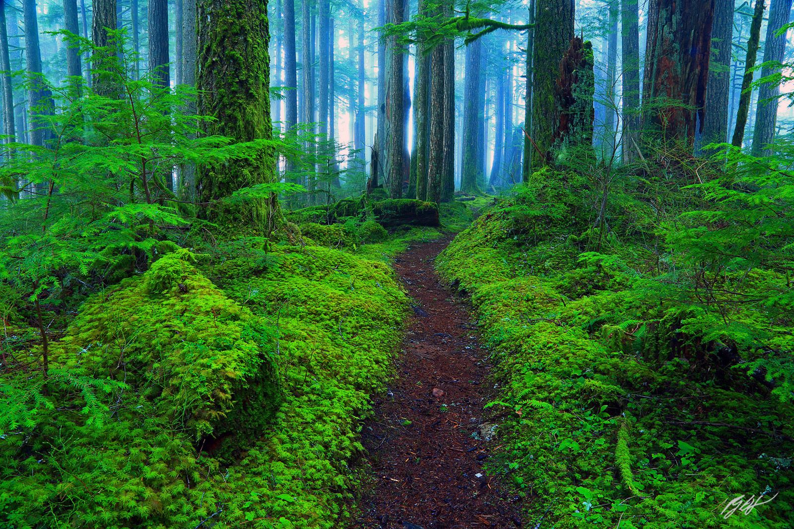 1600x1067 F009 Baker Lake Trail, Mt Baker Snoqualmie National Forest, Washington. Randall J Hodges Photography