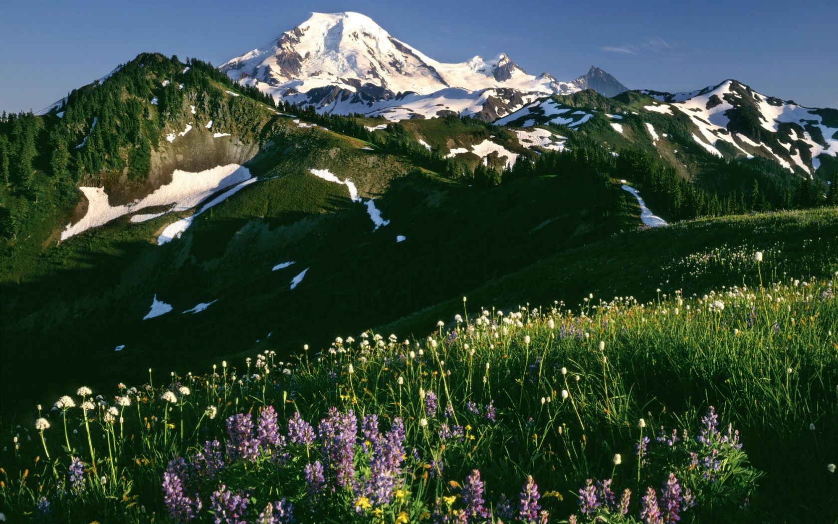 1680x1050 Field Of Wildflowers Mount Baker Snoqualmie National Forest Washington 4K UHD Wallpaper for UltraHD Desktop and TV : Widescreen and UltraWide Display : Smartphone and Tablet Devices