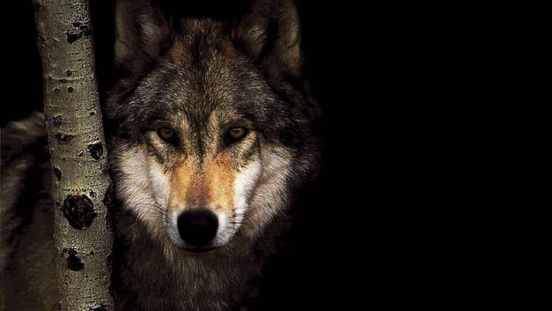 1920x1080 Quality HD Wolf Wallpaper for Free