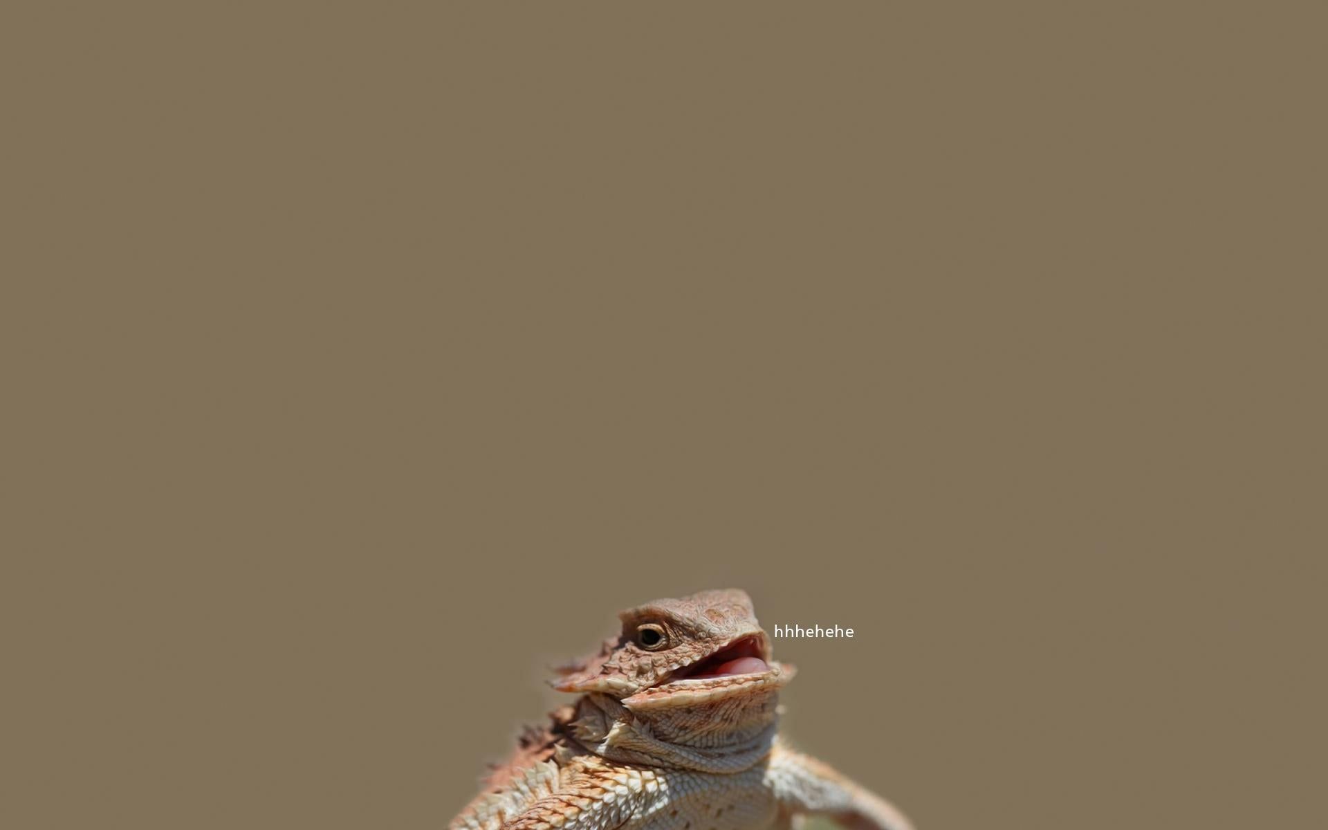 1920x1200 I tried making the hhhehehe lizard into a desktop wallpaper