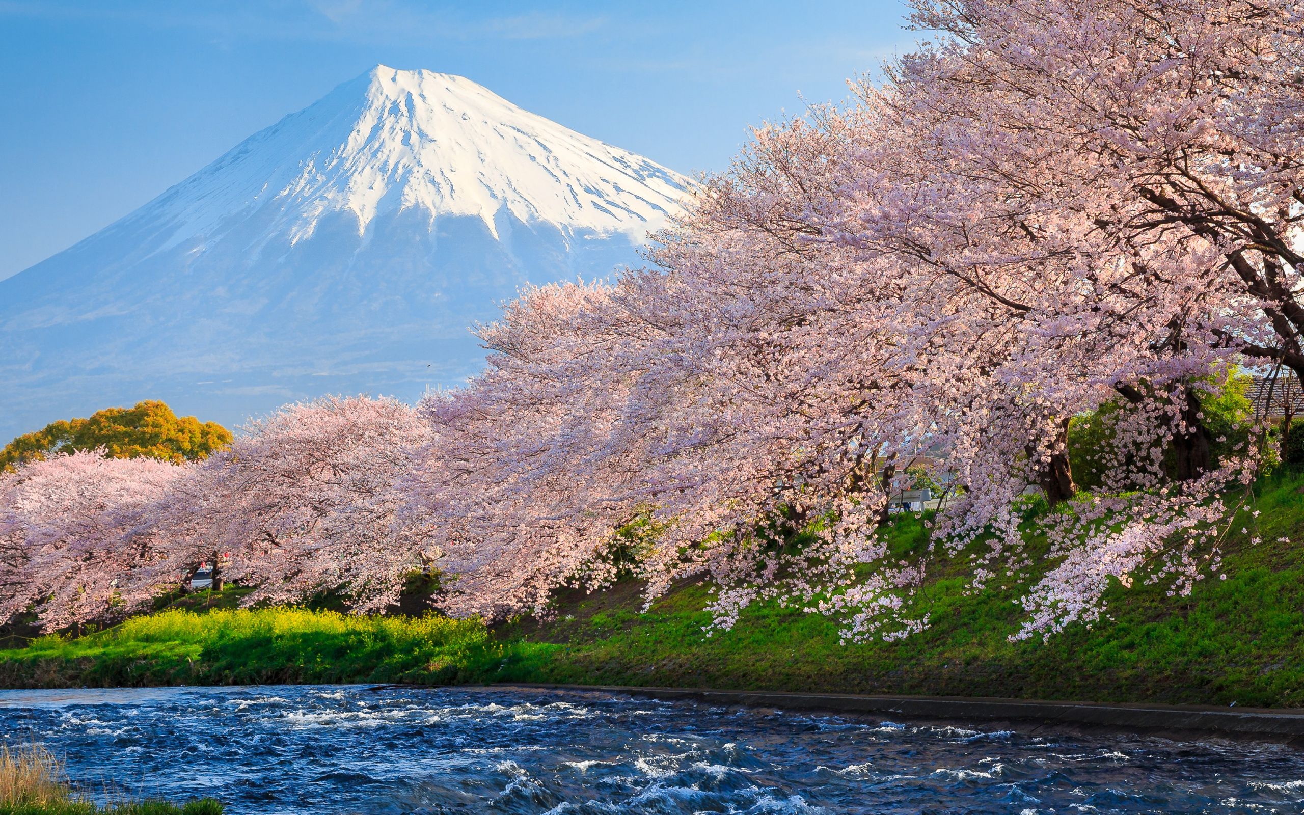 2560x1600 Sakura River japan Wallpaper, 2560x1600 Resolution HD 4k Wallpaper , Image, Background, Photos and Picture