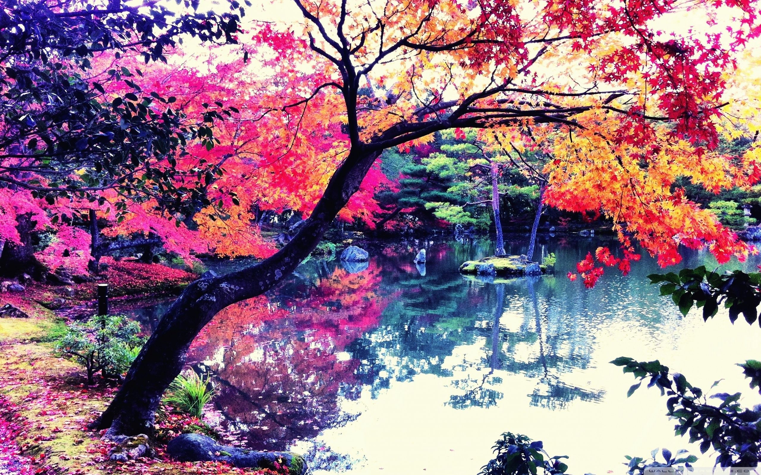 2560x1600 Fall In Japan 4K UHD Wallpaper for UltraHD Desktop and TV : Widescreen and UltraWide Display : Smartphone and Tablet Devices